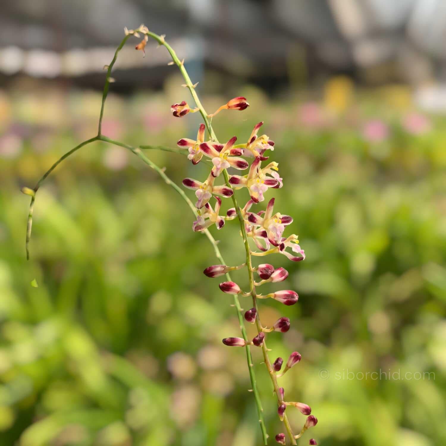 Acriopsis indica - Acriopsis indica