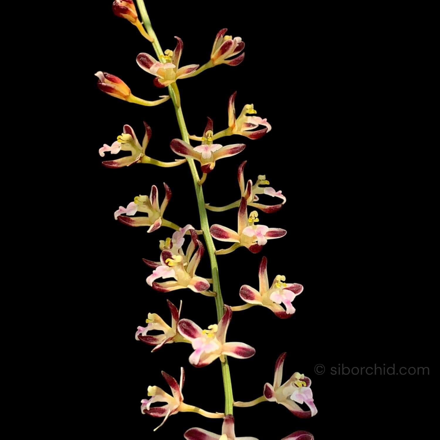 Acriopsis indica - Acriopsis indica