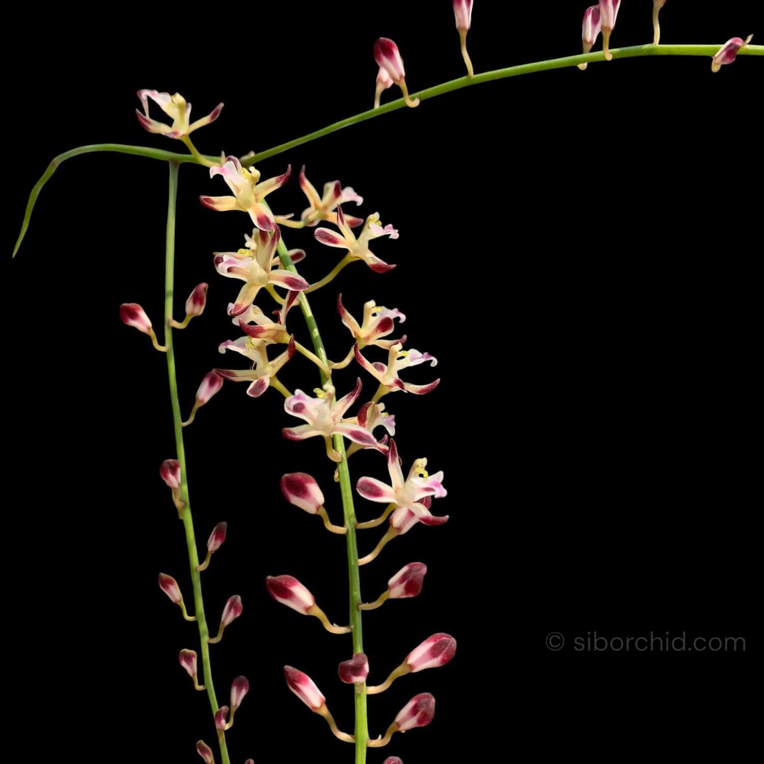 Acriopsis indica - Acriopsis indica