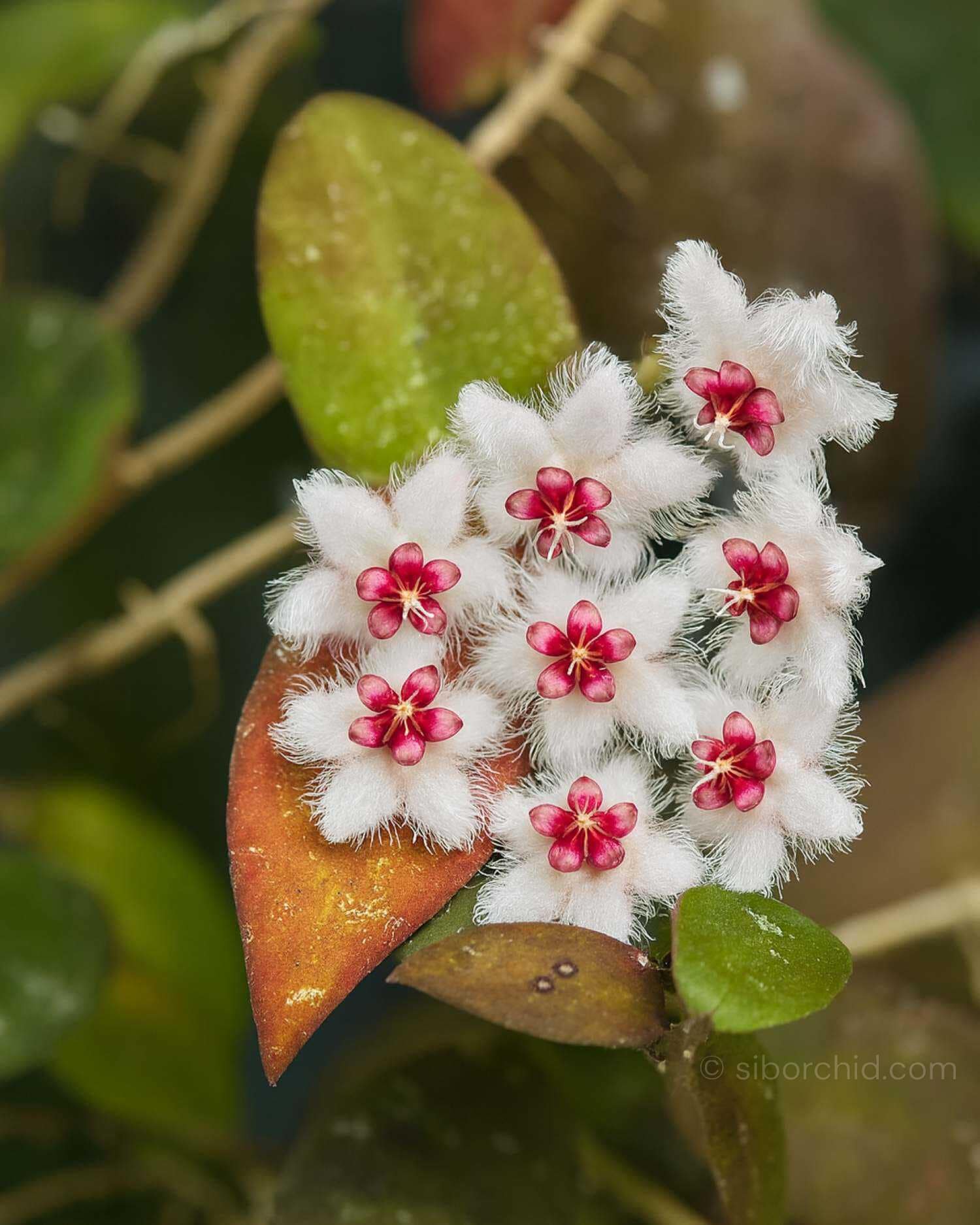 Hoya caudata var.sumatra - Hoya caudata var.sumatra