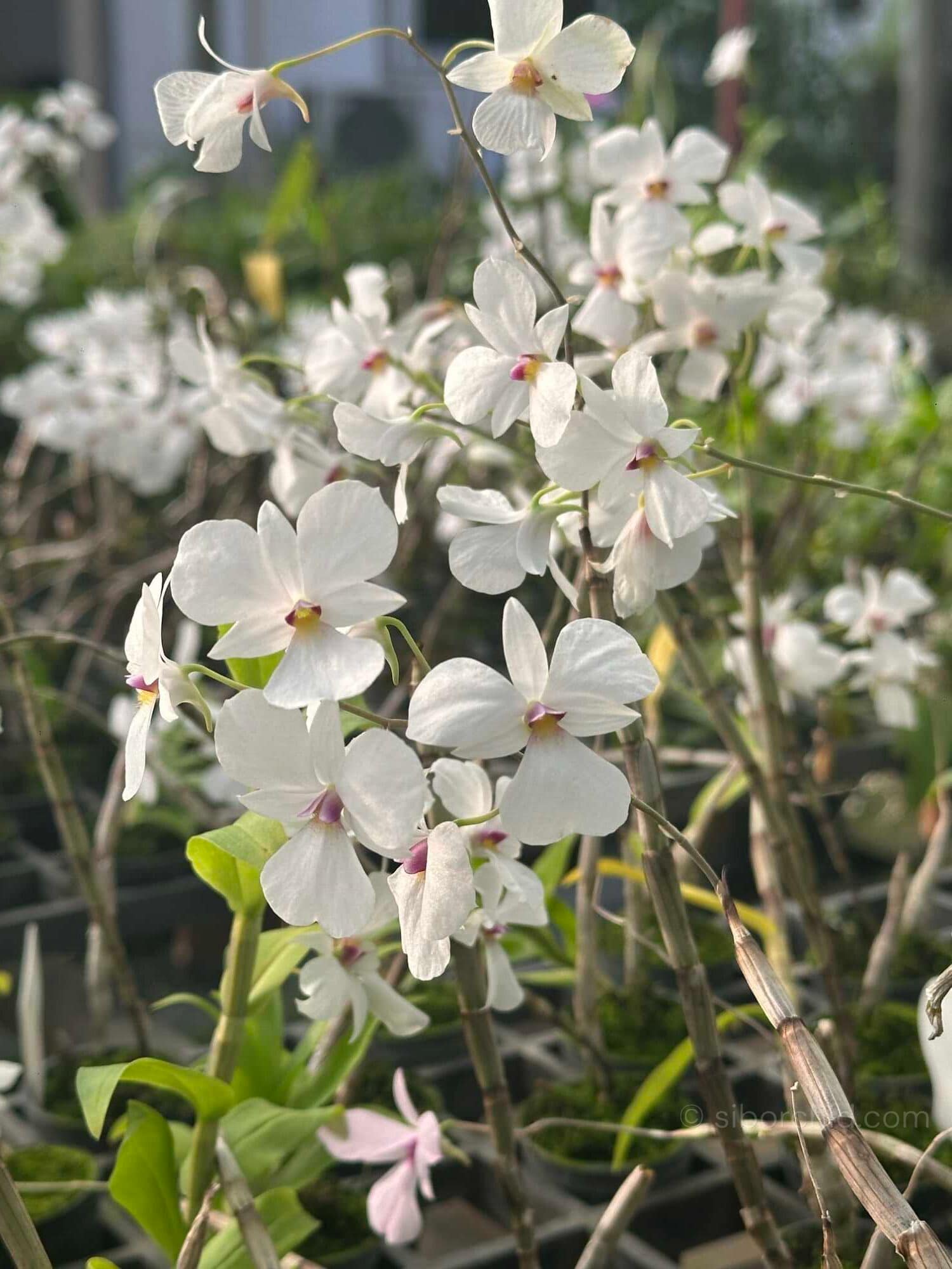 Dendrobium fytchianum White - dendrobium-fytchianum-white-normal-color