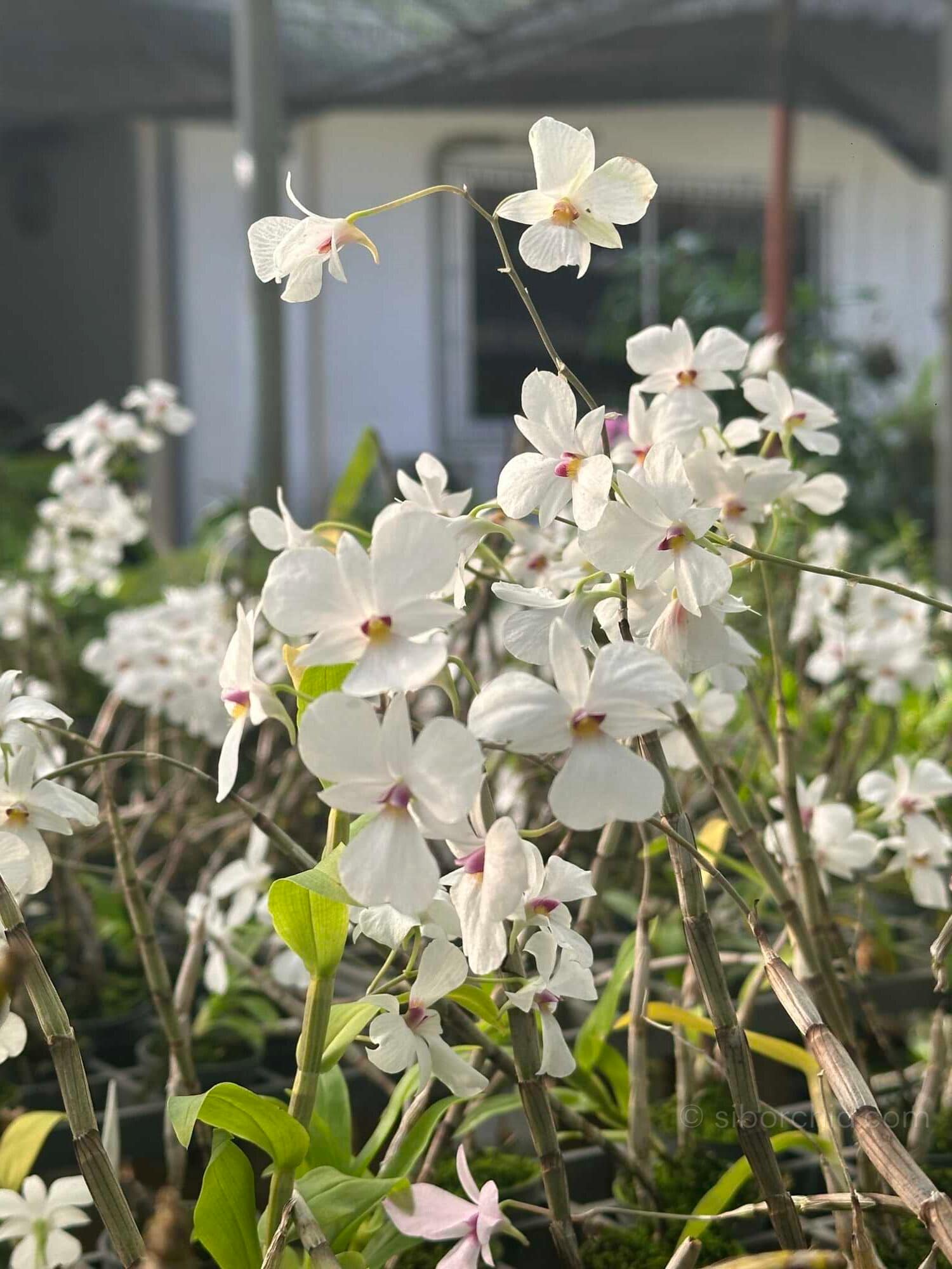 Dendrobium fytchianum White - dendrobium-fytchianum-white-normal-color