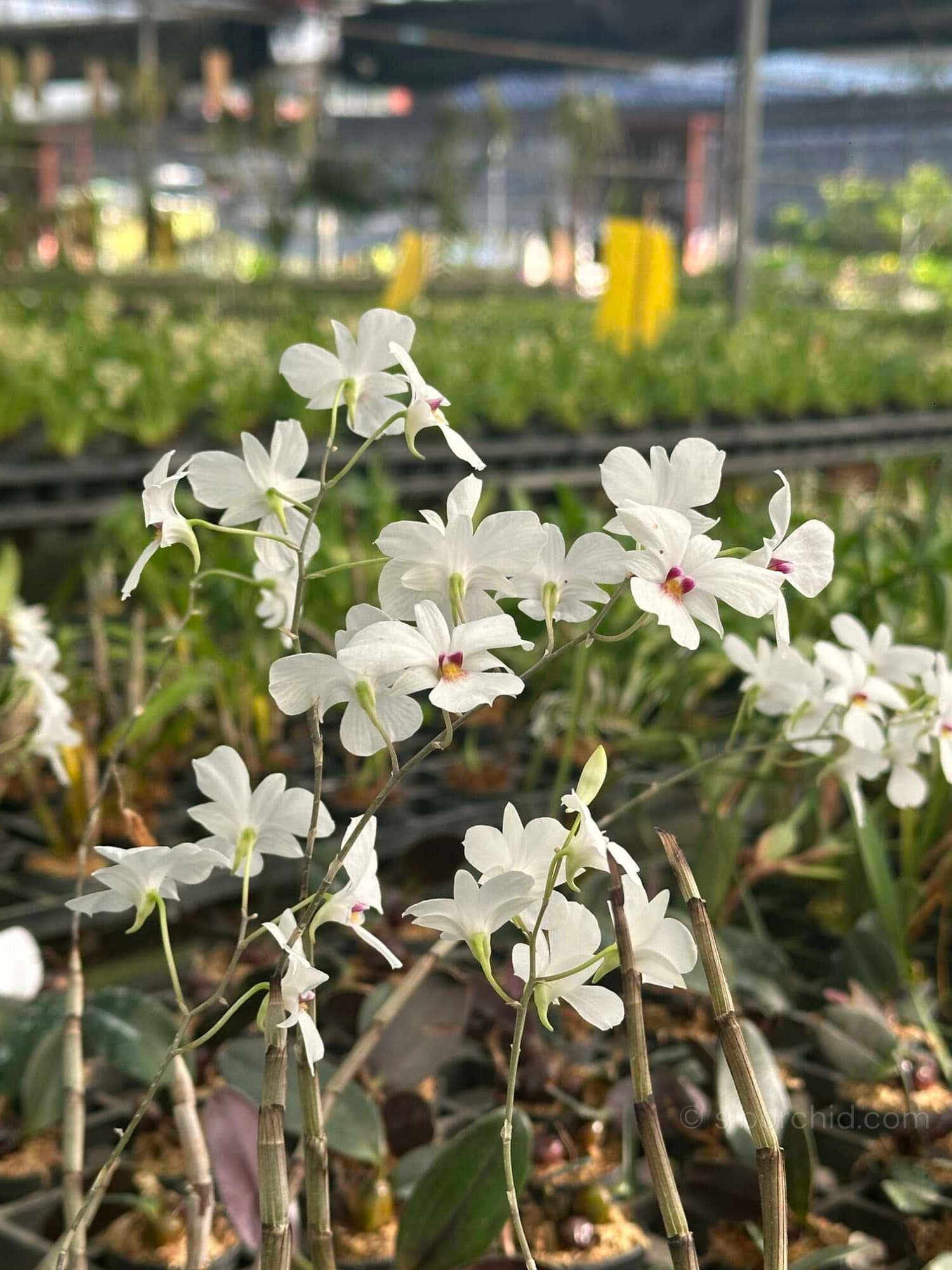 Dendrobium fytchianum White - dendrobium-fytchianum-white-normal-color