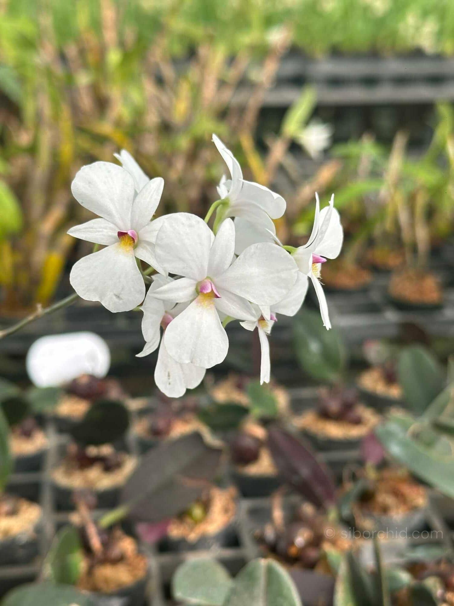 Dendrobium fytchianum White - dendrobium-fytchianum-white-normal-color