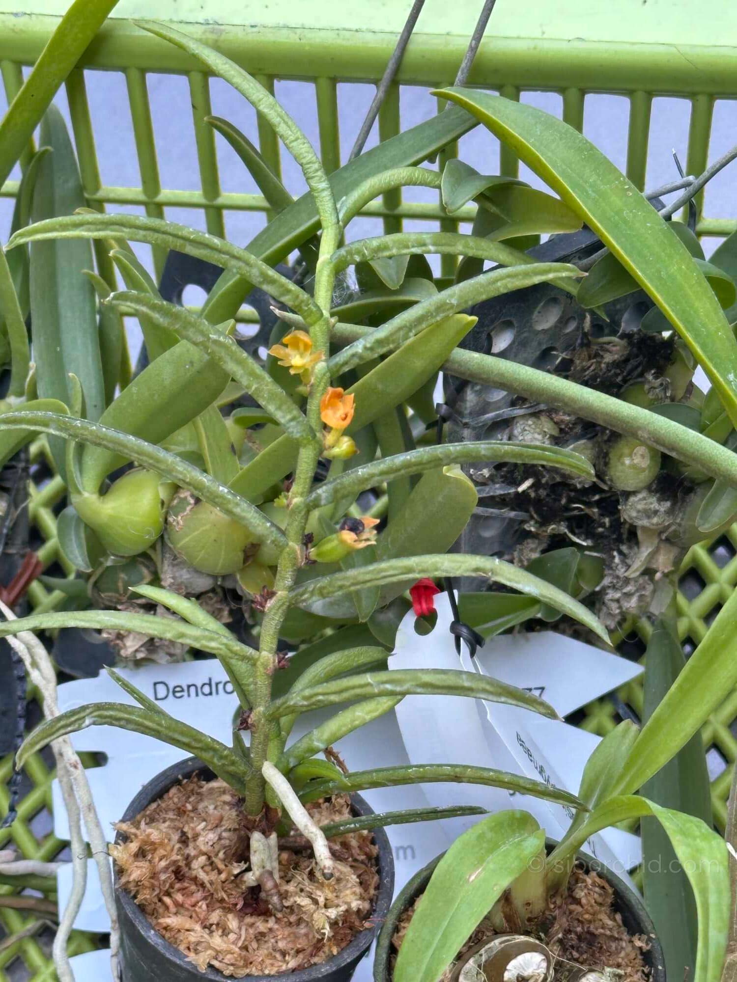 Adenoncos parviflora - Adenoncos parviflora