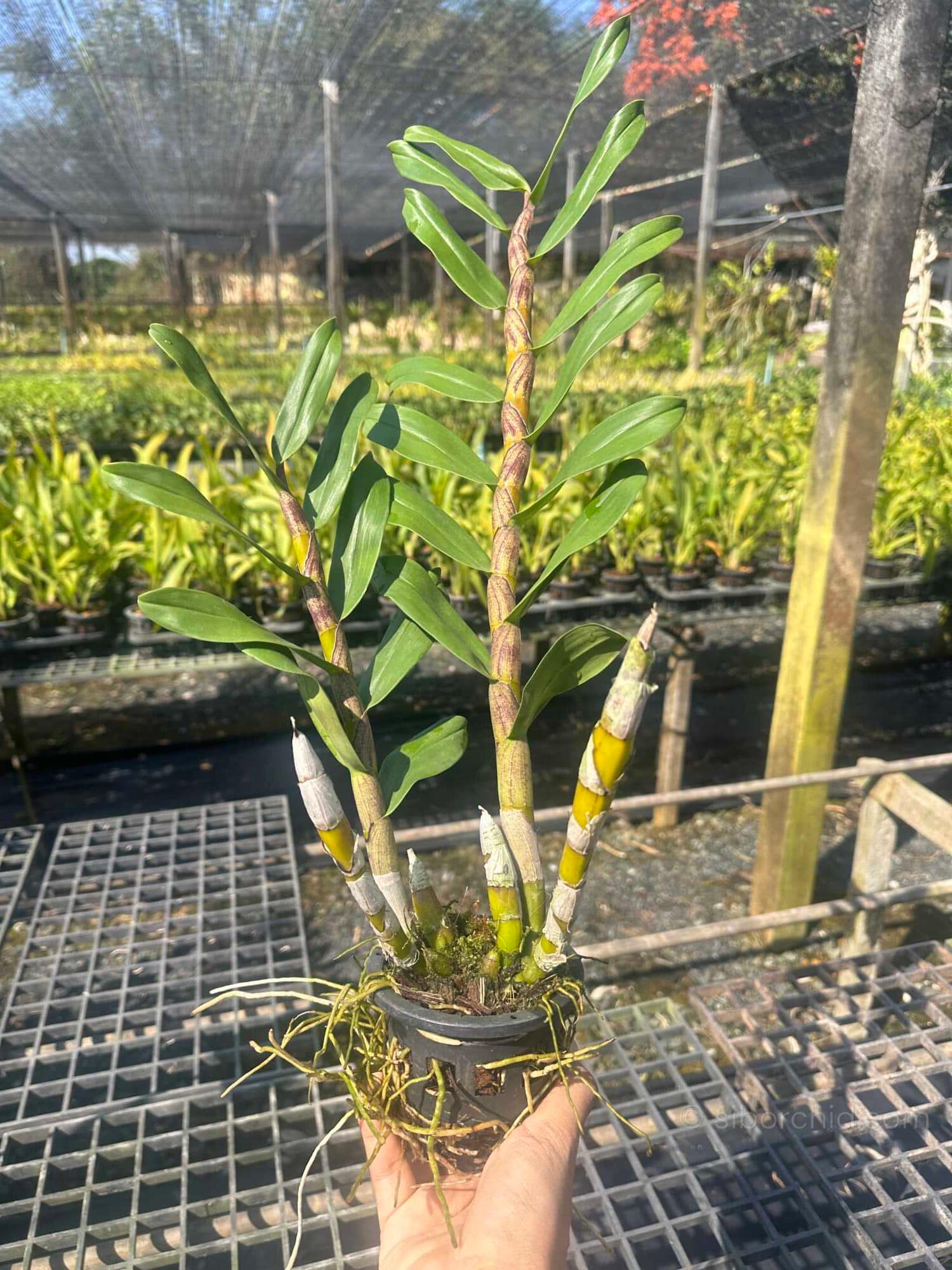 Dendrobium Gatton Sunray (3-Lip / Peloric) - Dendrobium_gatton_sunray