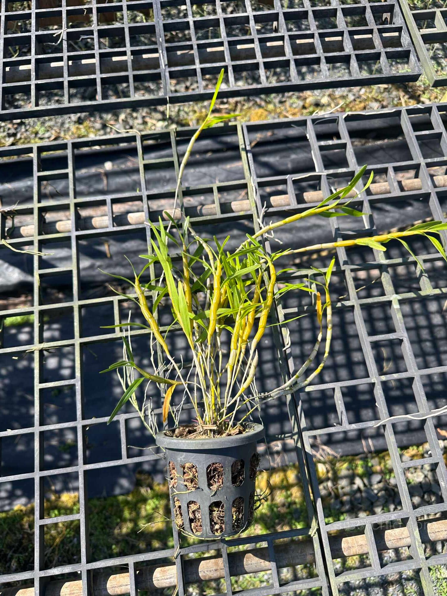 Dendrobium hercoglossum - Dendrobium hercoglossum - Image 5