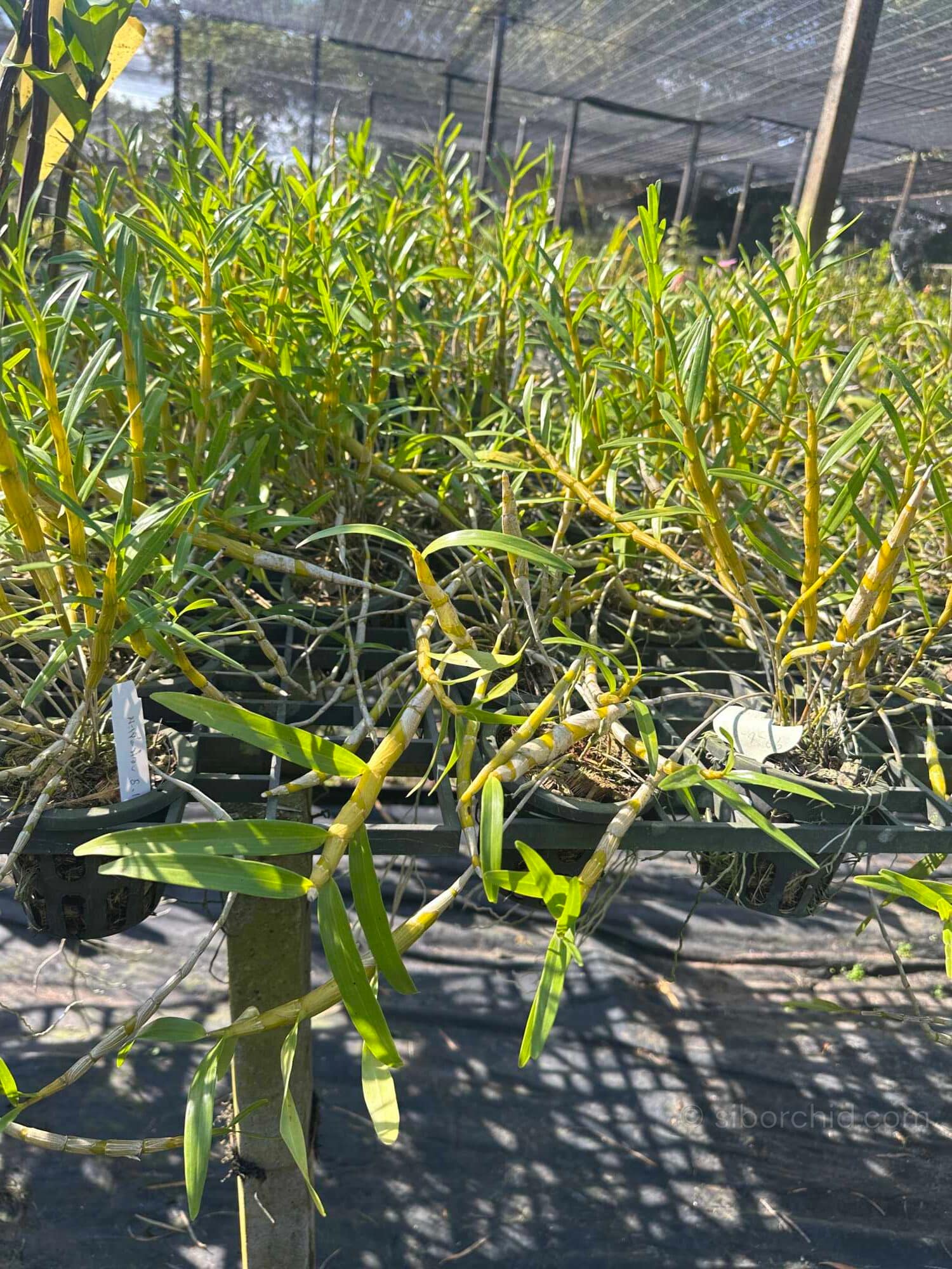 Dendrobium hercoglossum - Dendrobium hercoglossum - Image 7