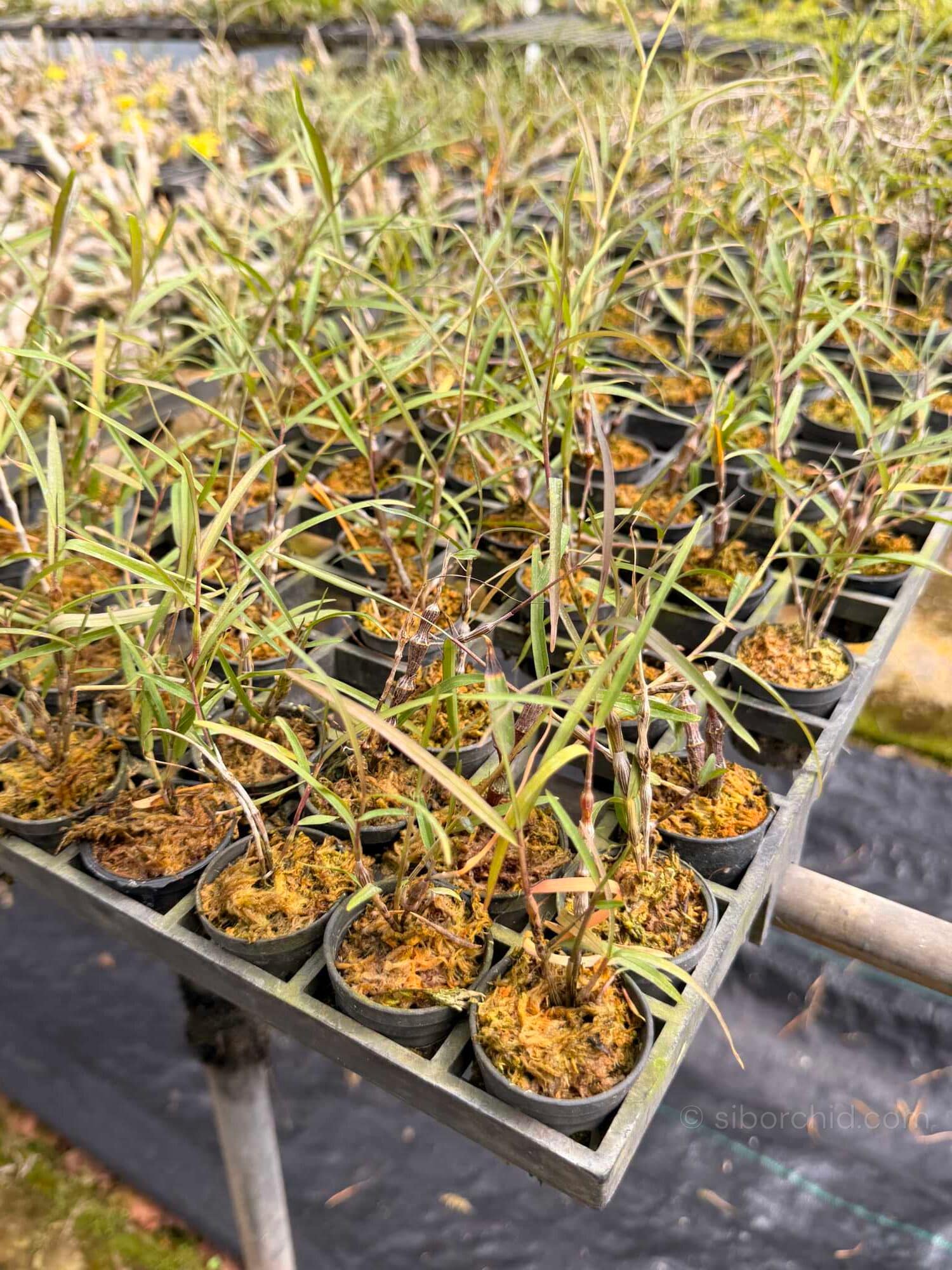 Dendrobium falconeri - Dendrobium falconeri