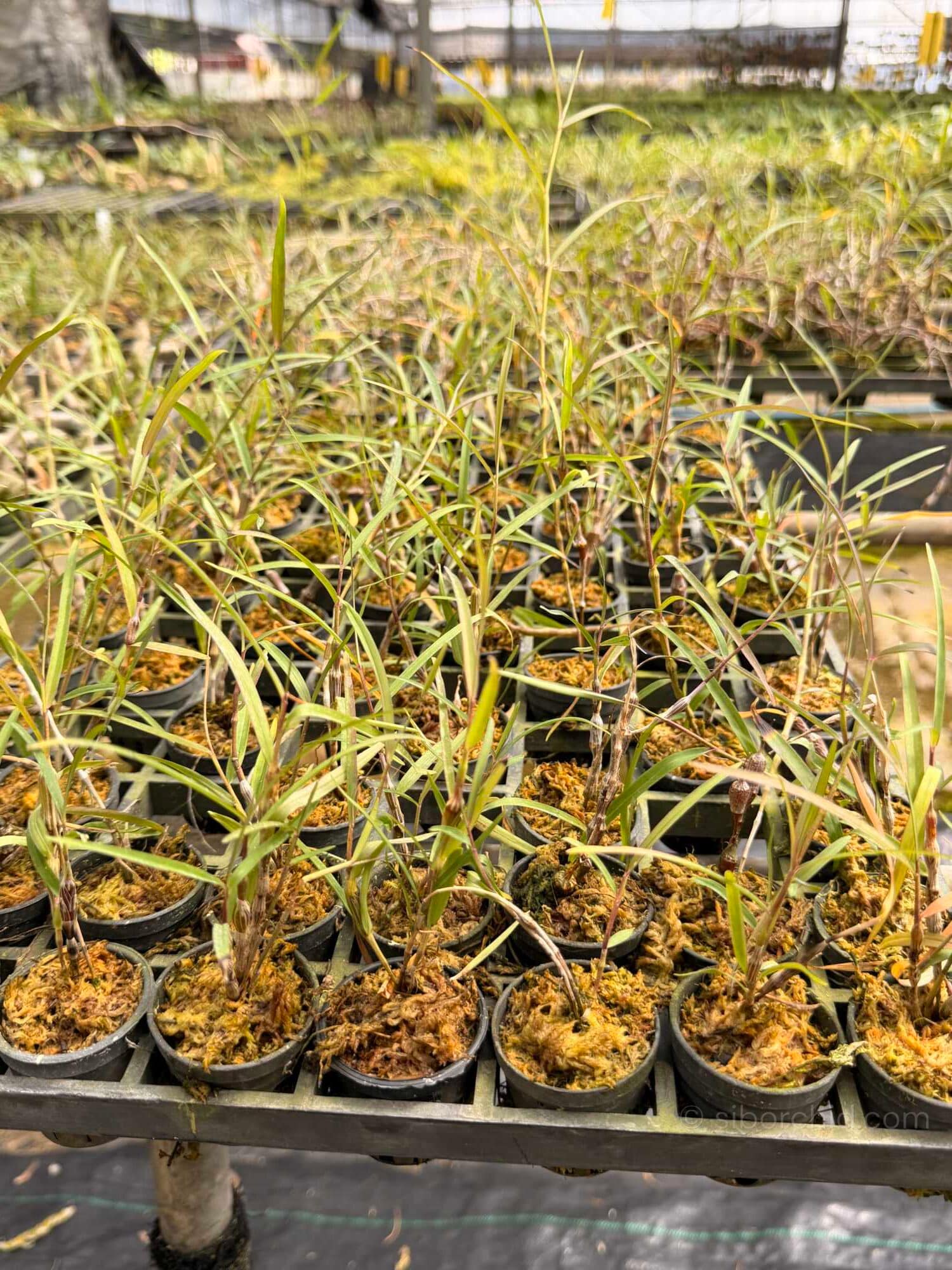 Dendrobium falconeri - Dendrobium falconeri
