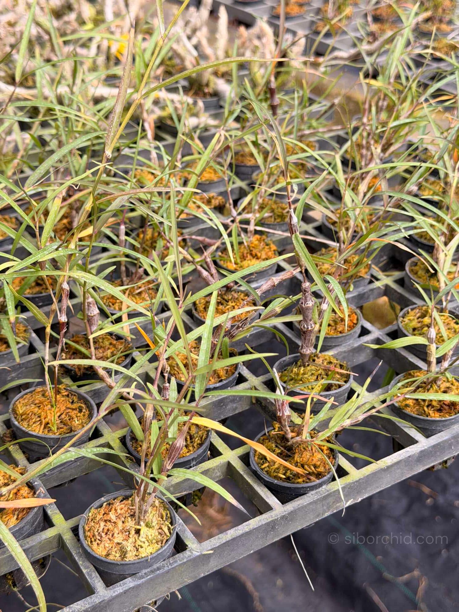 Dendrobium falconeri - Dendrobium falconeri