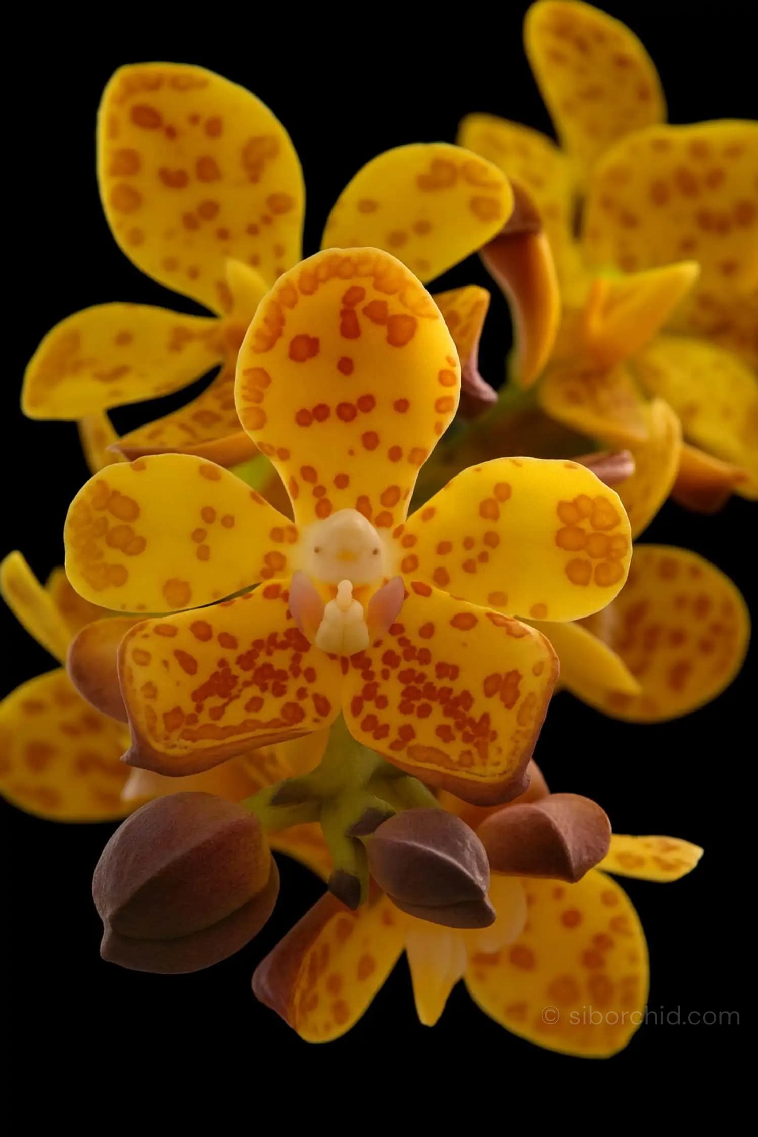 Vandopsis gigantea (Small - Medium) - Vandopsis gigantea for sale