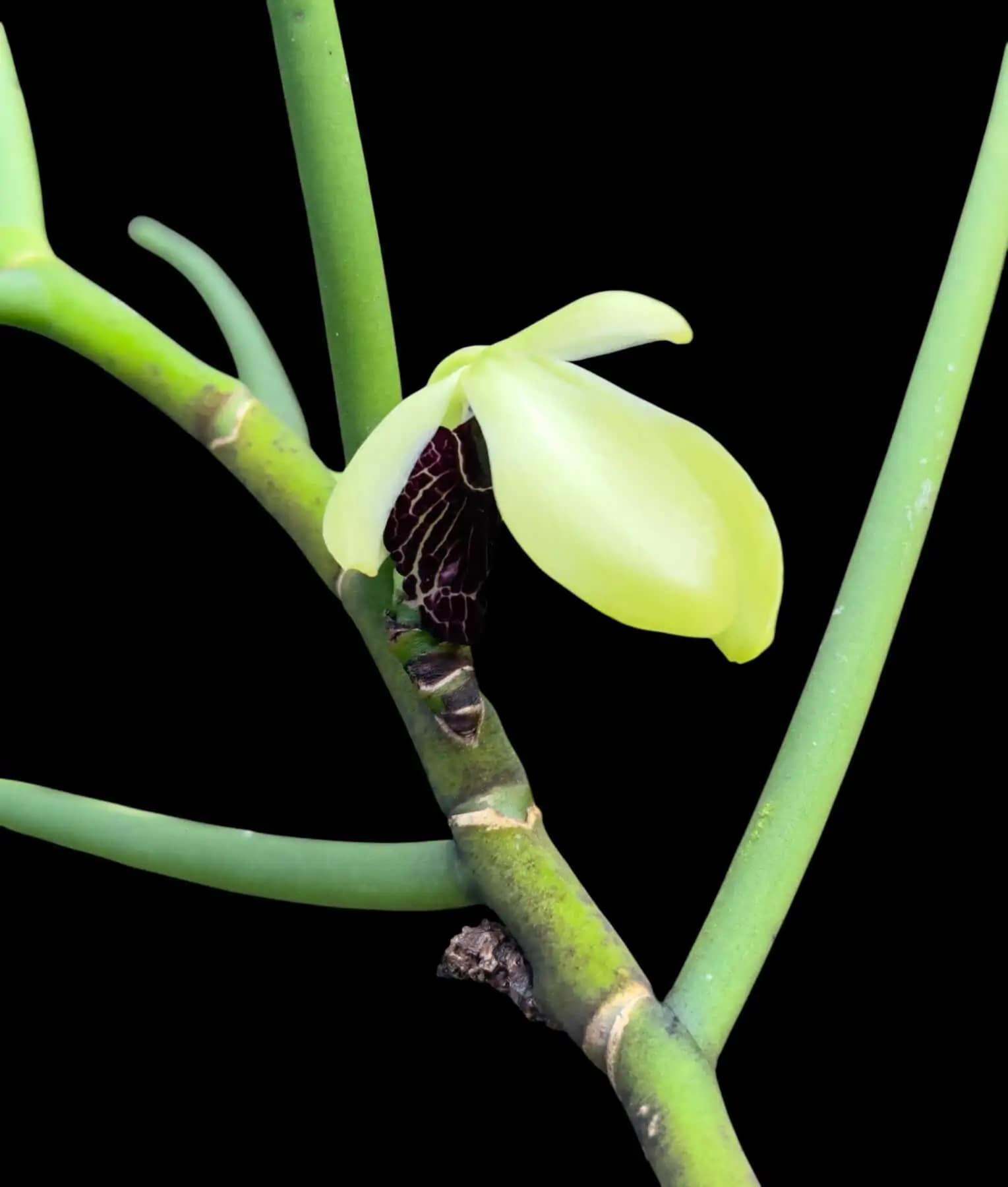 Luisia thailandica