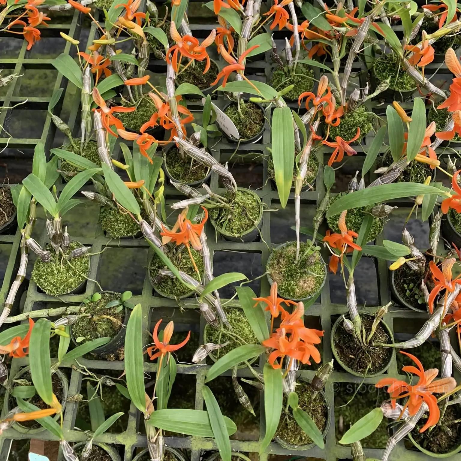 Dendrobium unicum - Dendrobium unicum orchid