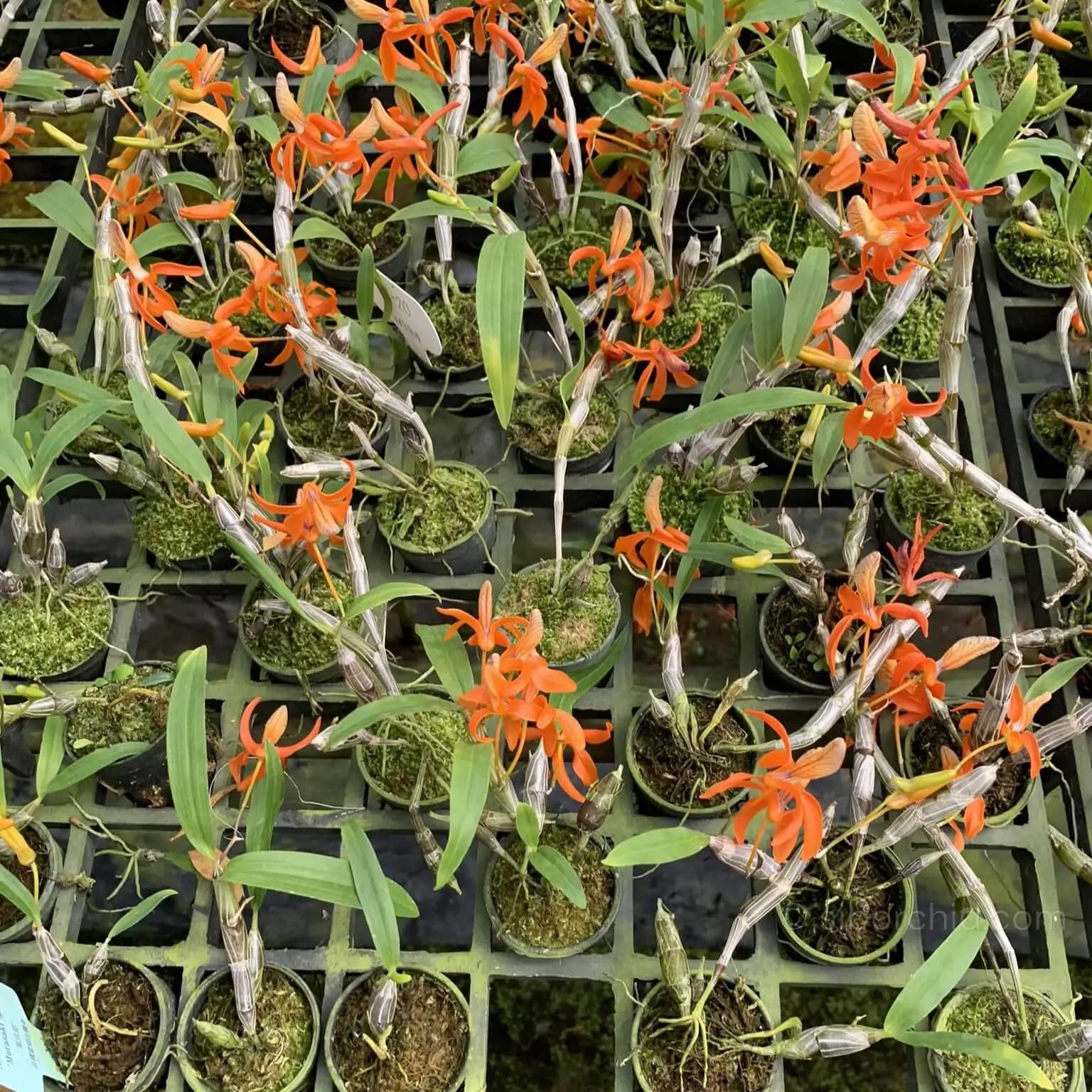 Dendrobium unicum - Dendrobium unicum orchid
