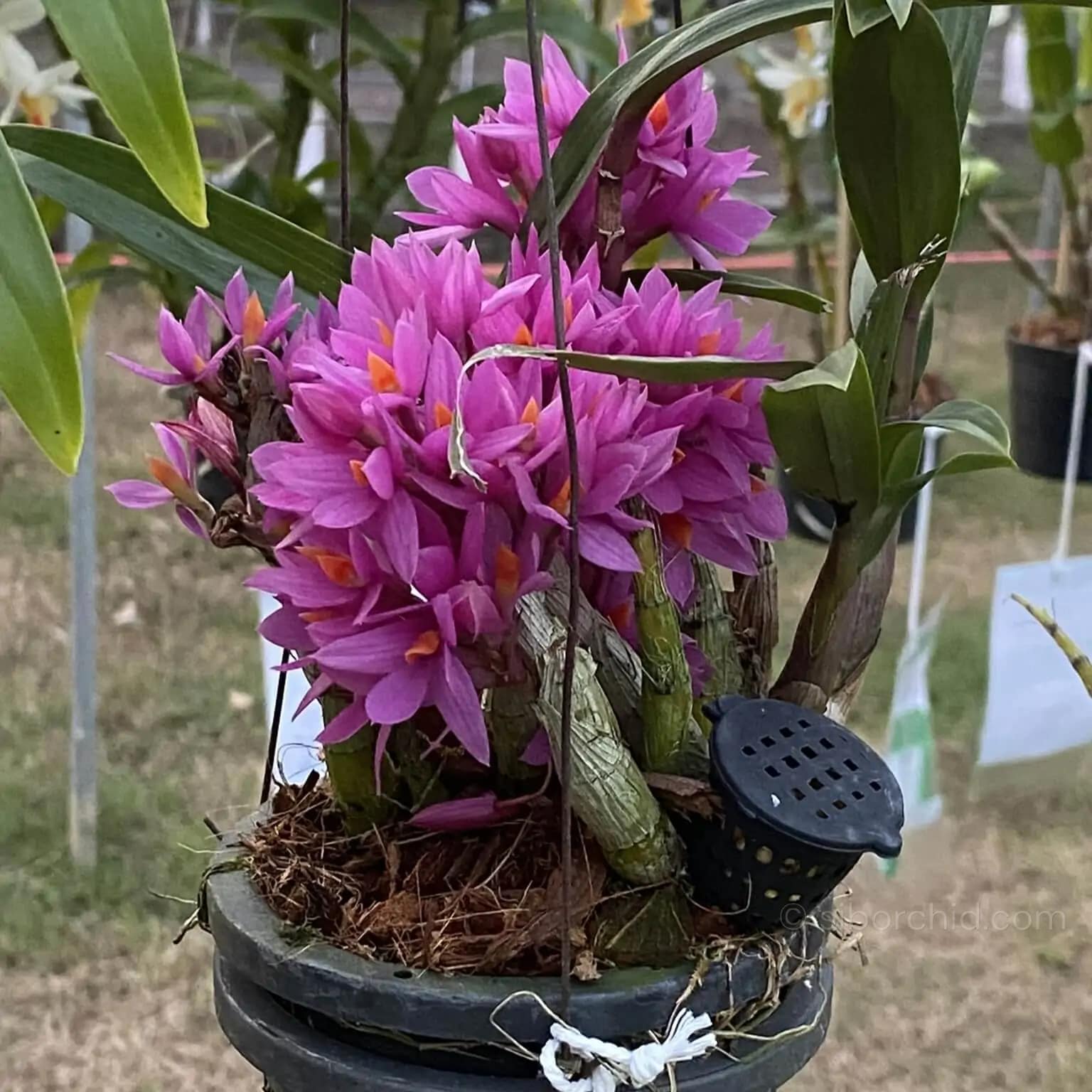 Dendrobium Hibiki (Blooming Size) - Dendrobium Hibiki