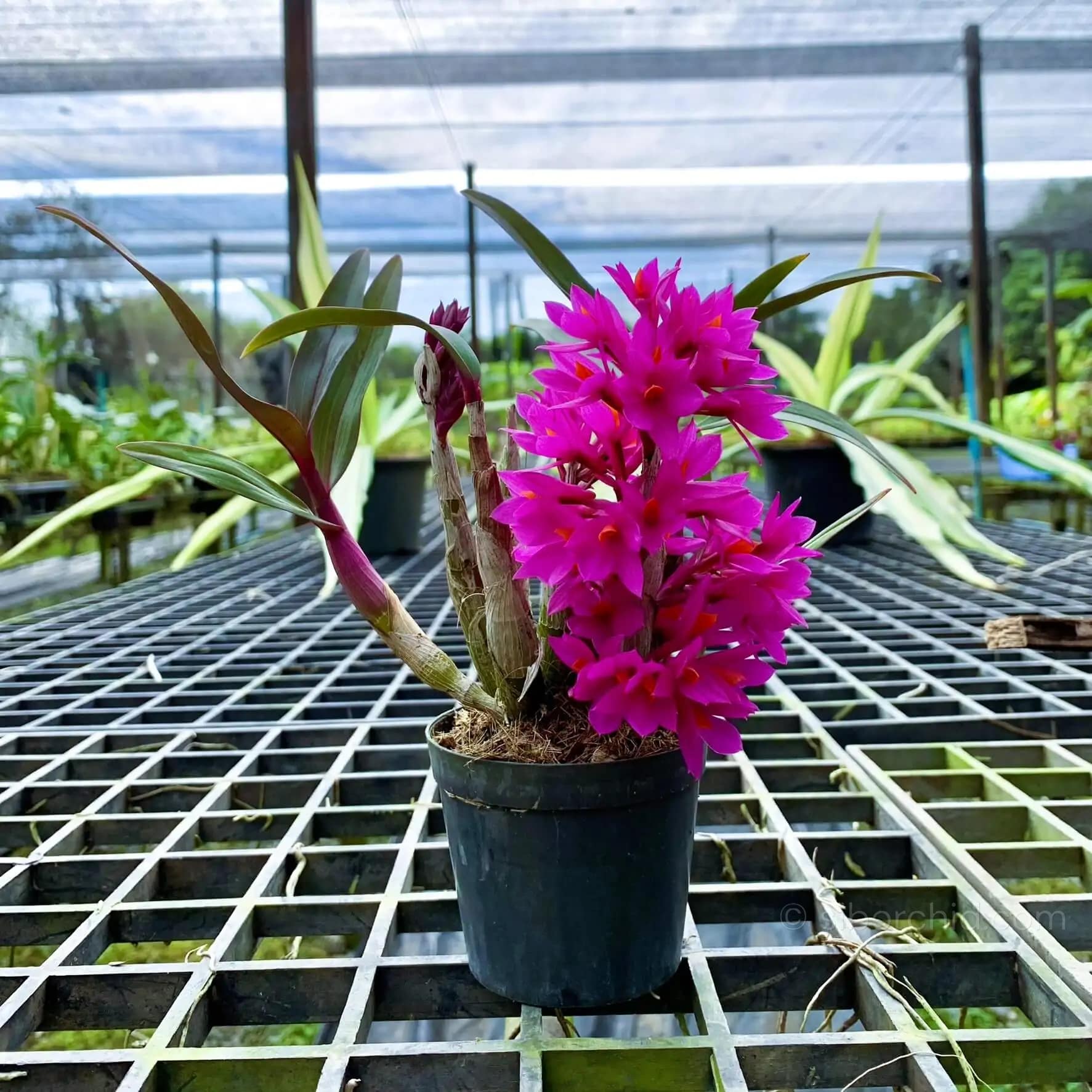 Dendrobium Hibiki (Blooming Size) - Dendrobium Hibiki