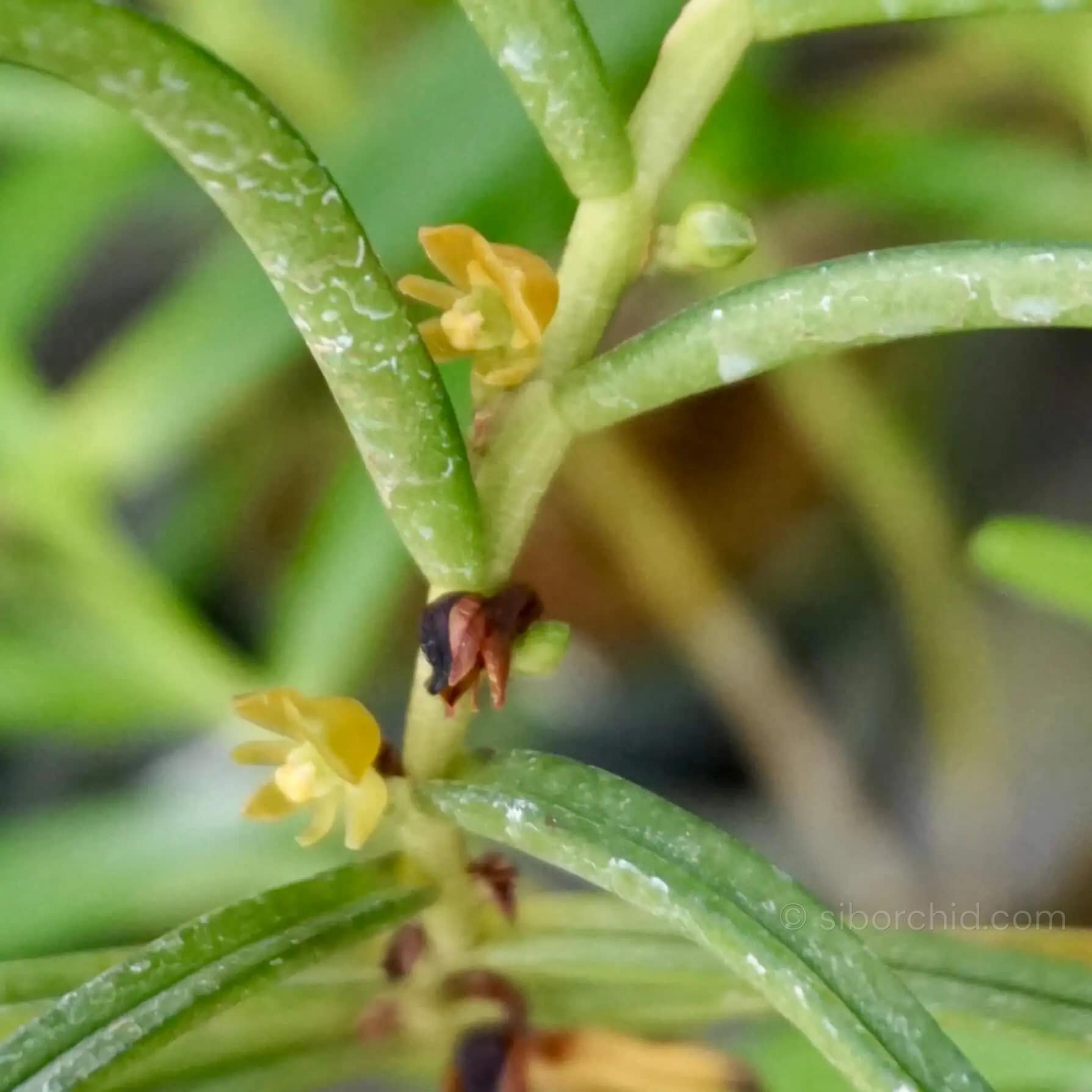 Adenoncos parviflora - Adenoncos parviflora