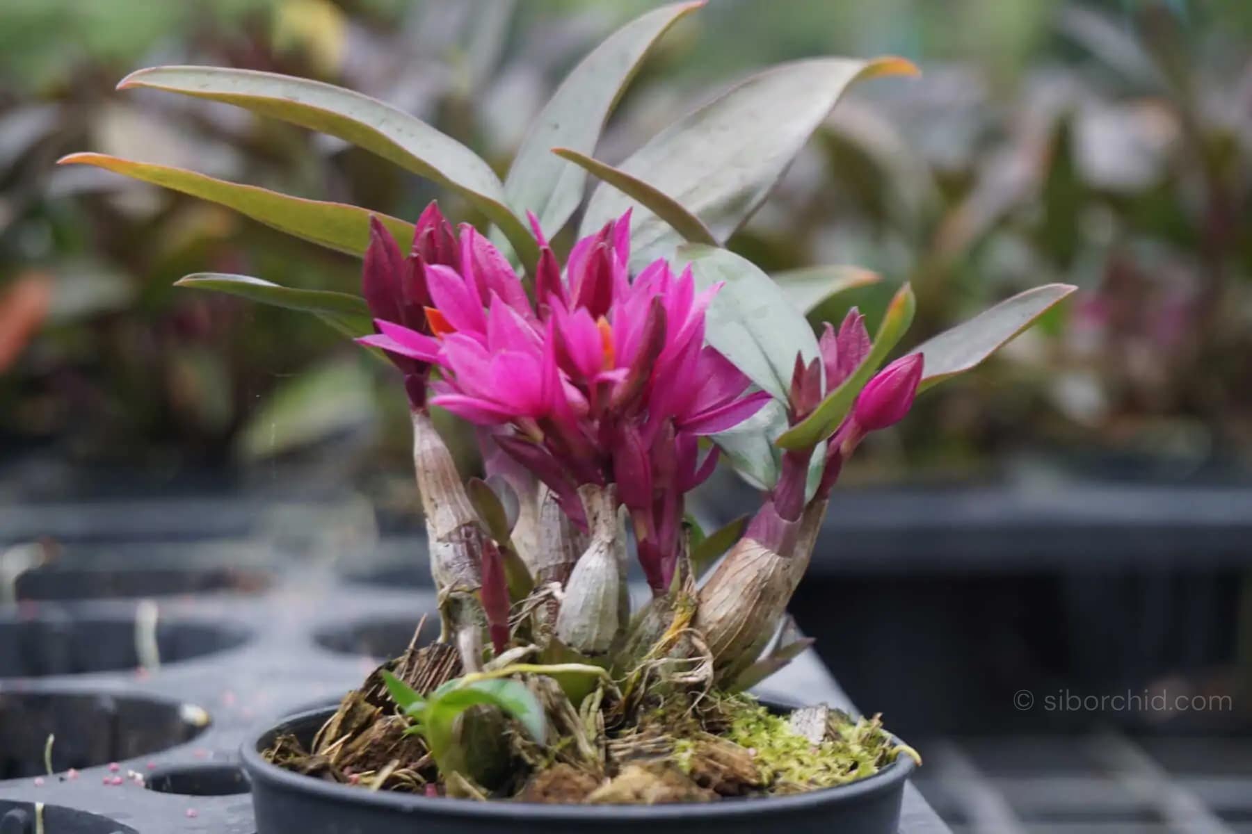 Dendrobium Hibiki (Blooming Size) - Dendrobium Hibiki