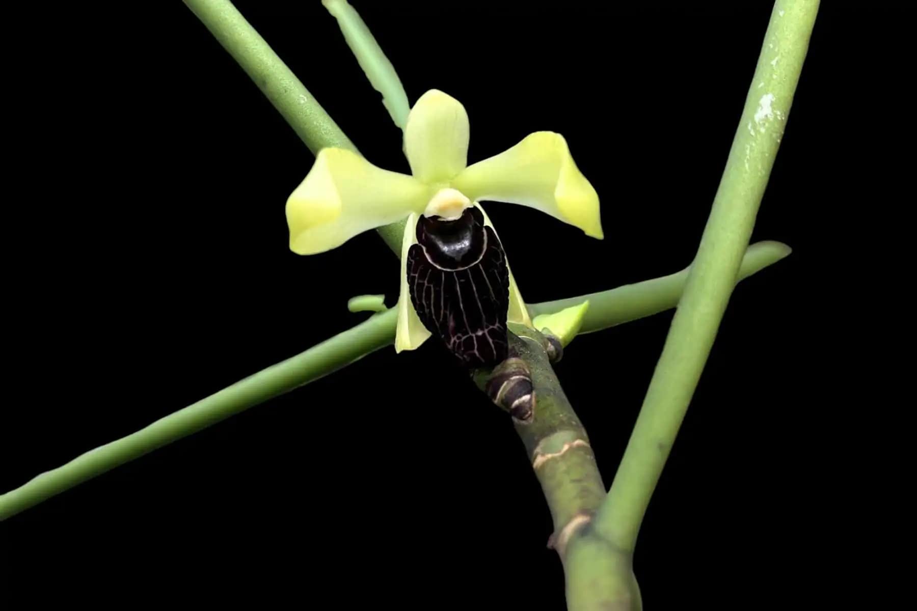 Luisia thailandica