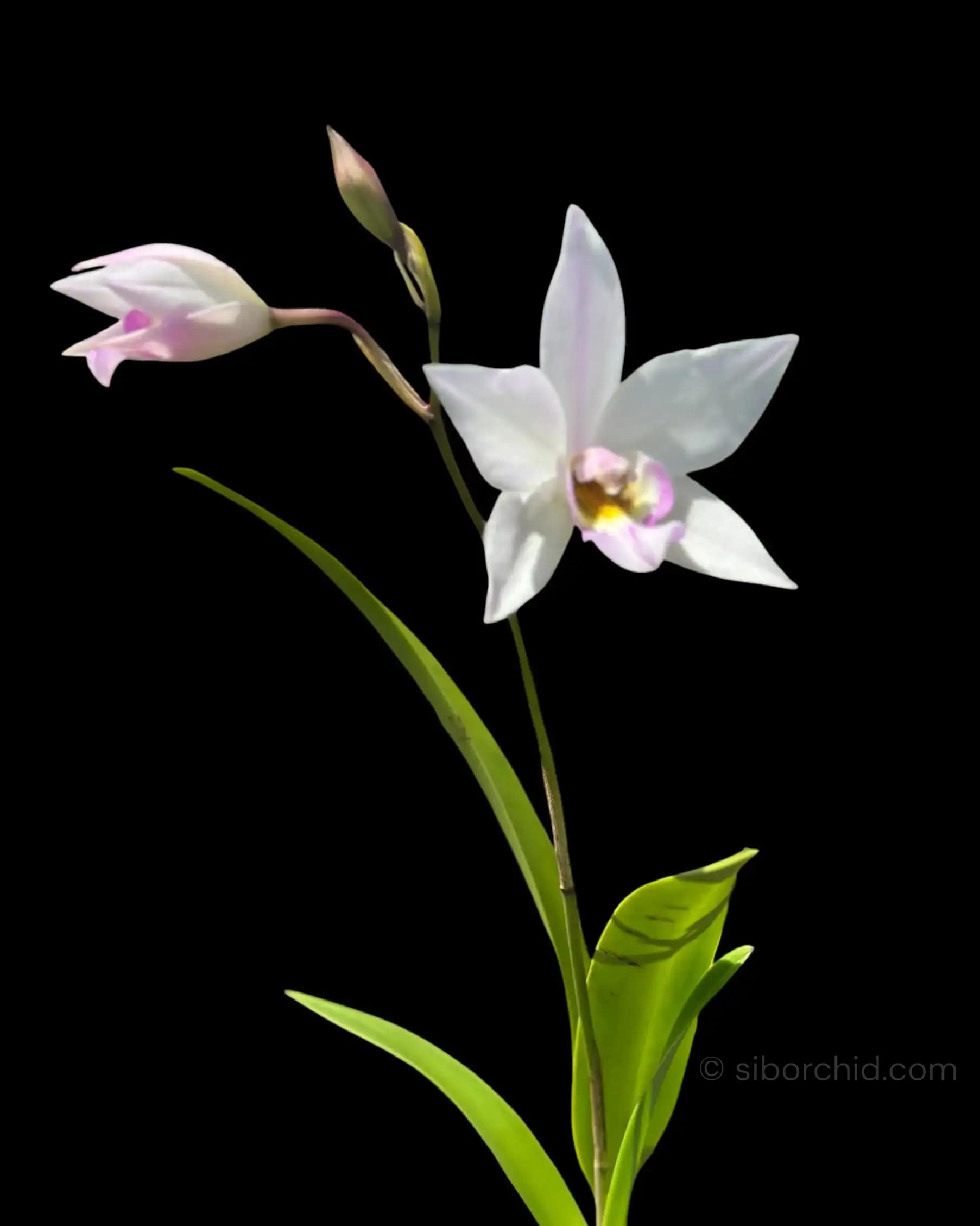 Caulaelia Mizoguchi - Caulaelia Mizoguchi orchid for sale