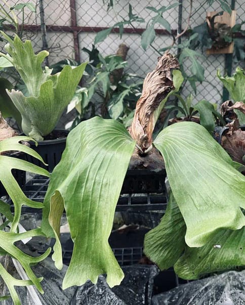 Platycerium Willinckii For Sale - SibOrchid.com