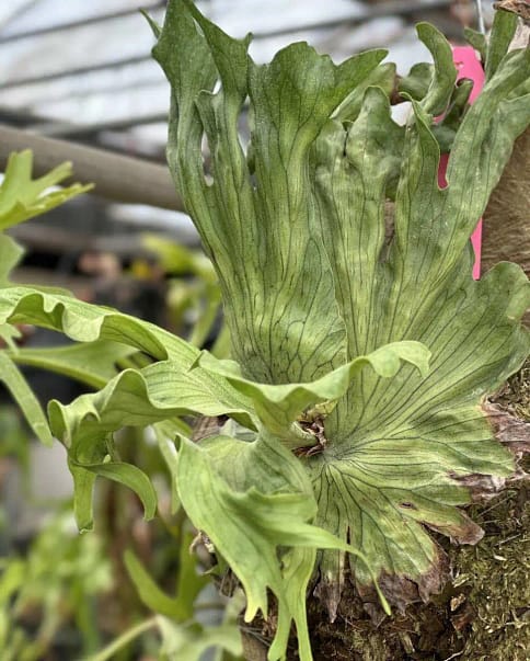 Platycerium Coronarium Thin Thin For Sale - SibOrchid.com