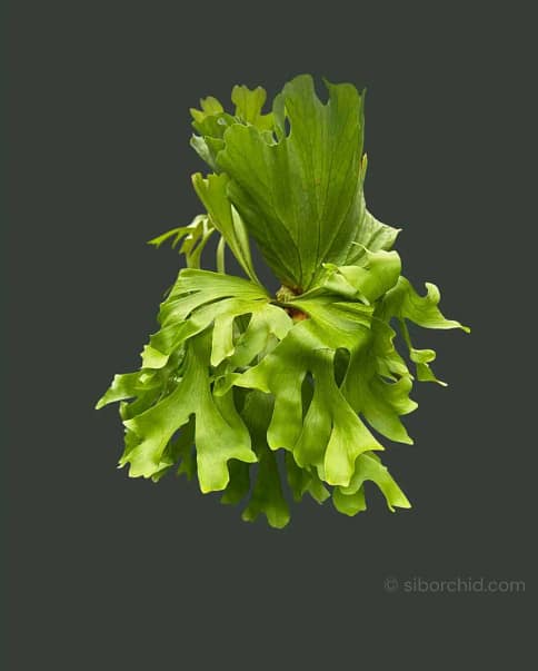 Platycerium Willinckii For Sale - SibOrchid.com