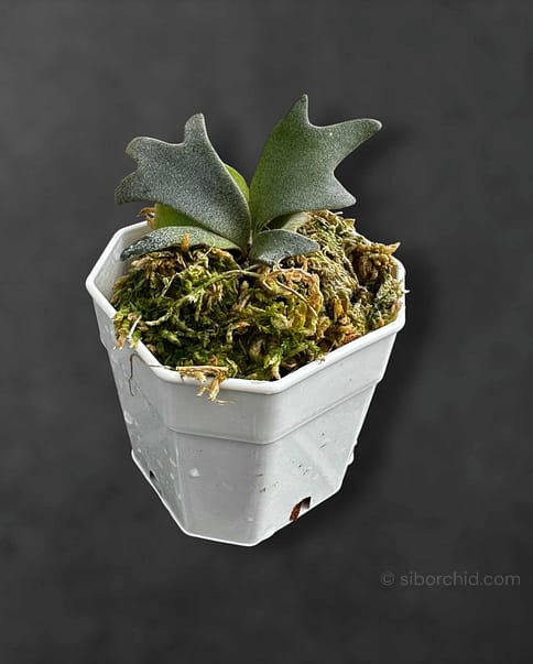 Platycerium Veitchii Willinckii Silvery Dwarf - SibOrchid.com