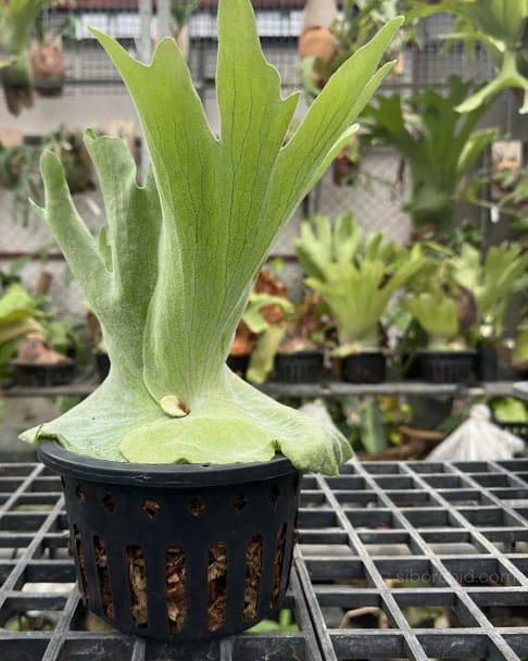 Platycerium Ridleyi Pakarang - SibOrchid.com