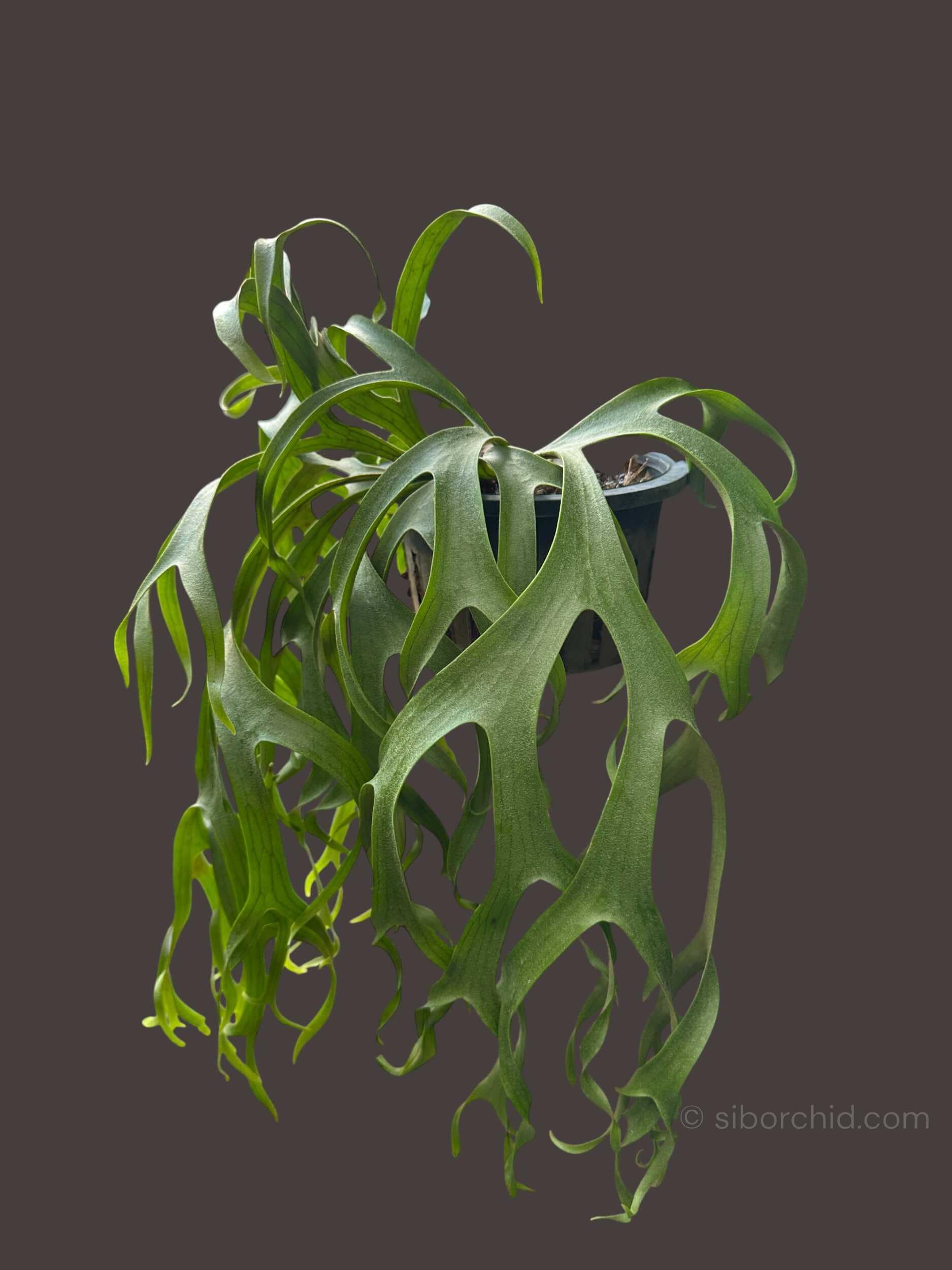 Platycerium Snow-White