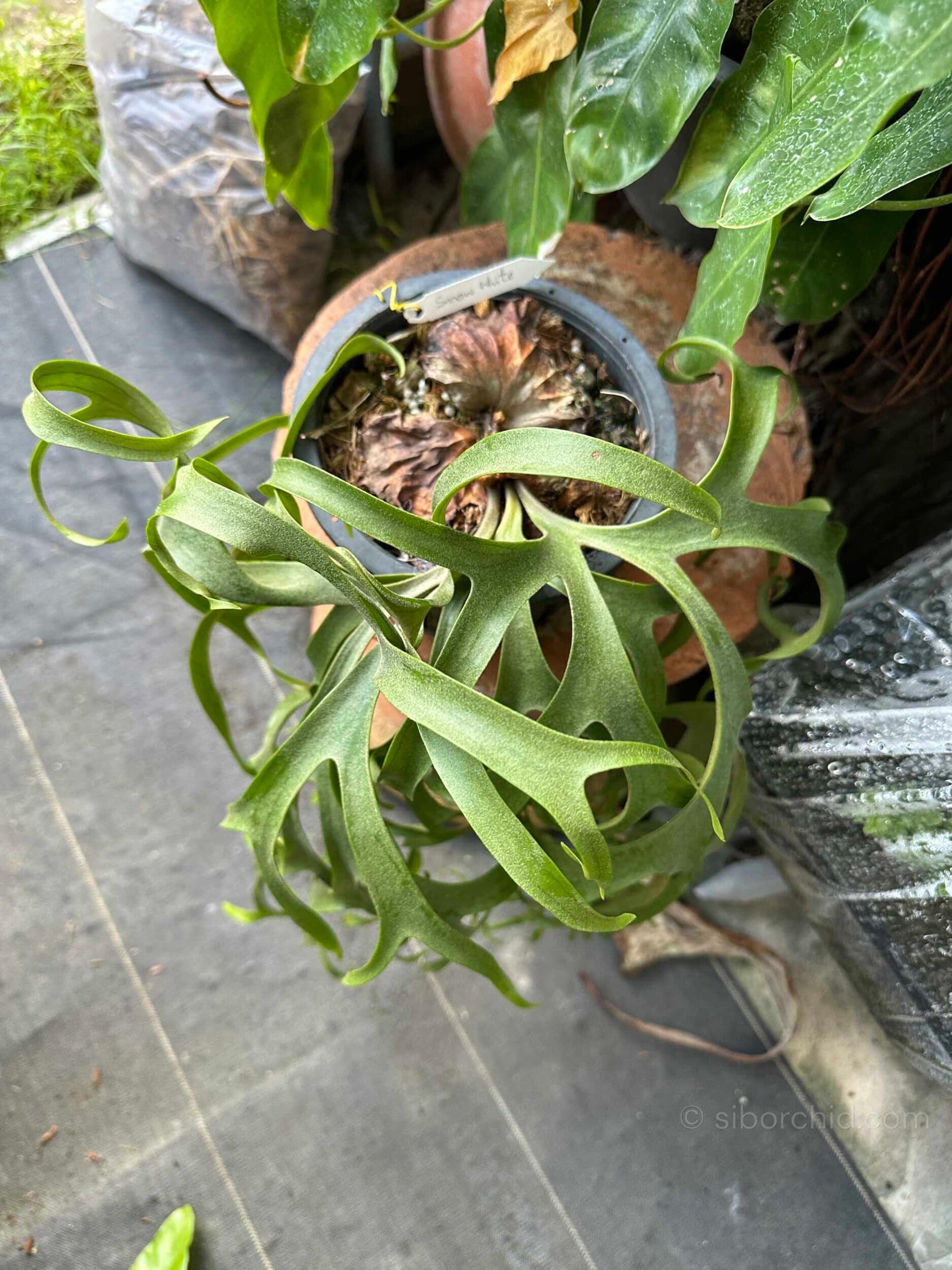 Platycerium Snow-White