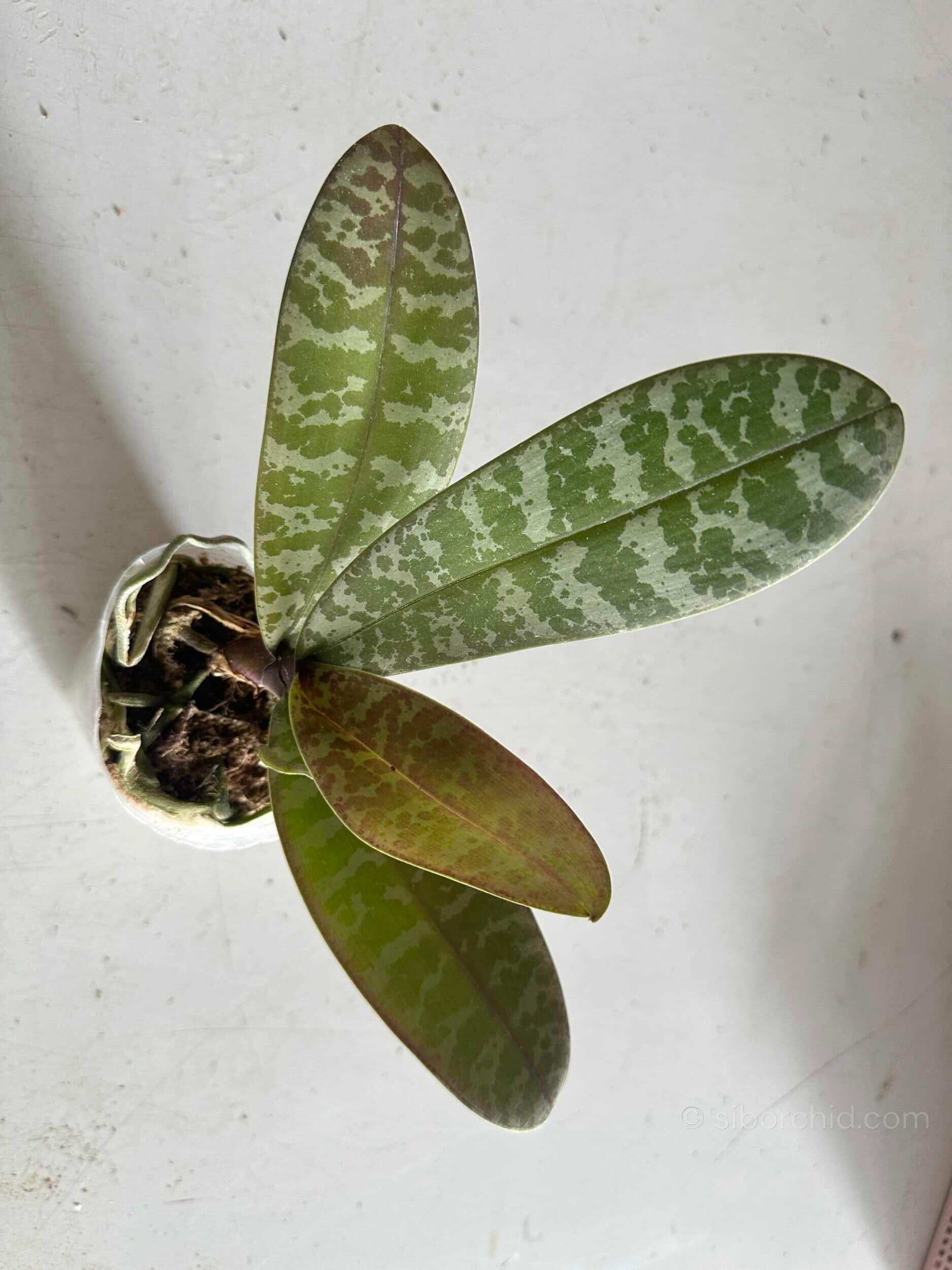 Phalaenopsis schilleriana - Phalaenopsis schilleriana – Blooming Size