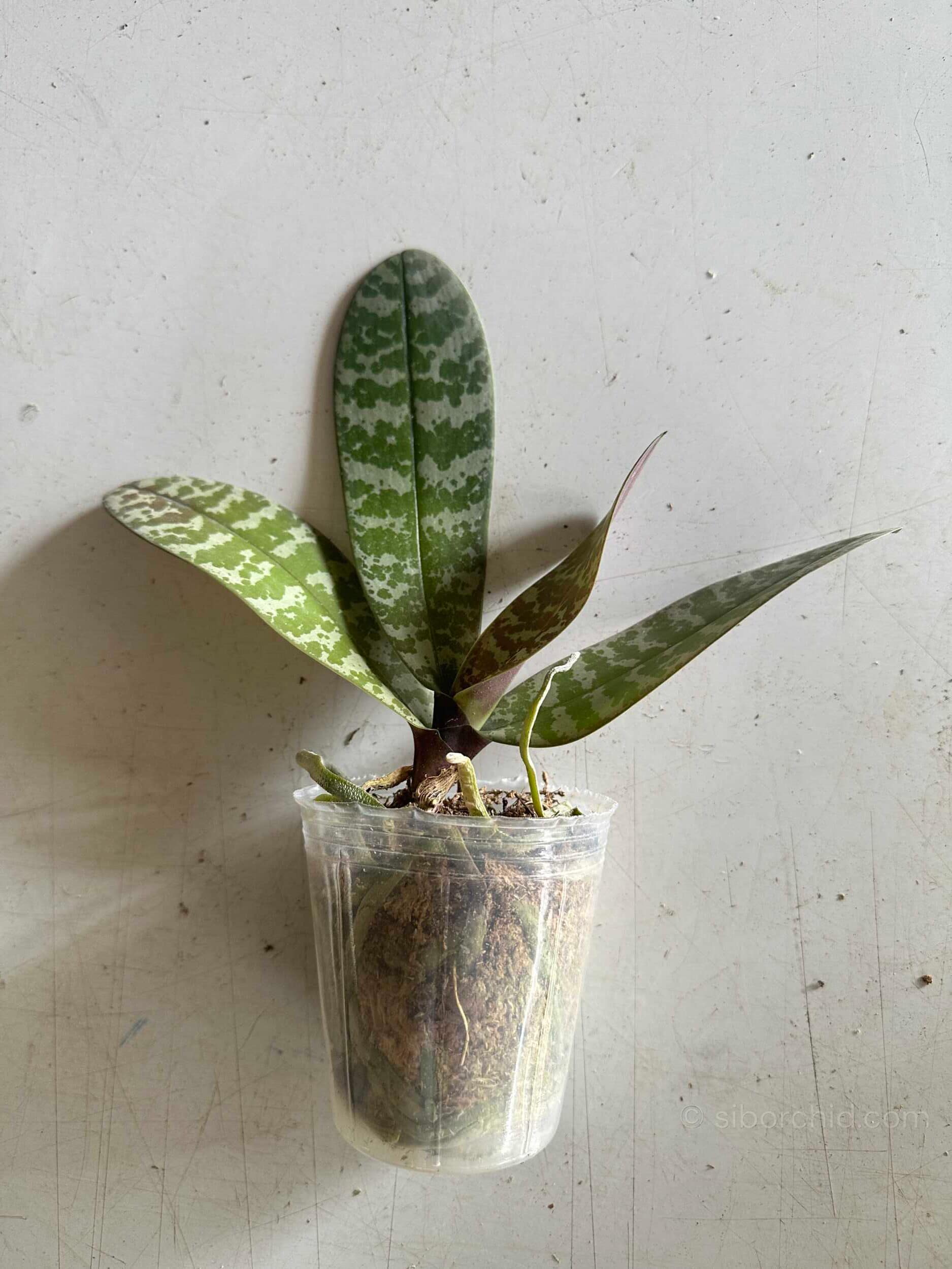 Phalaenopsis schilleriana - Phalaenopsis schilleriana – Blooming Size