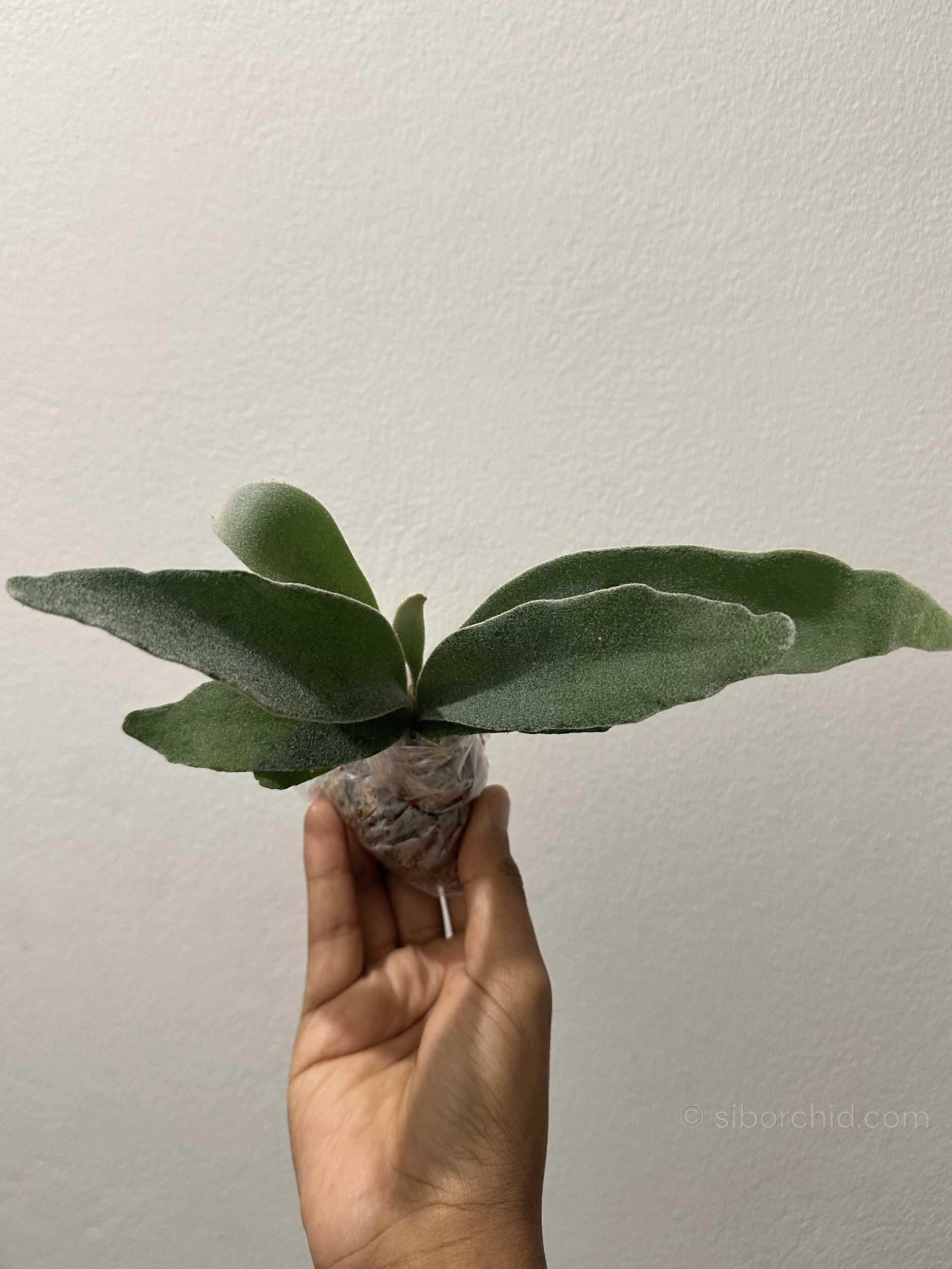 Platycerium veitchii ‘Lemoinei’ – Sporing