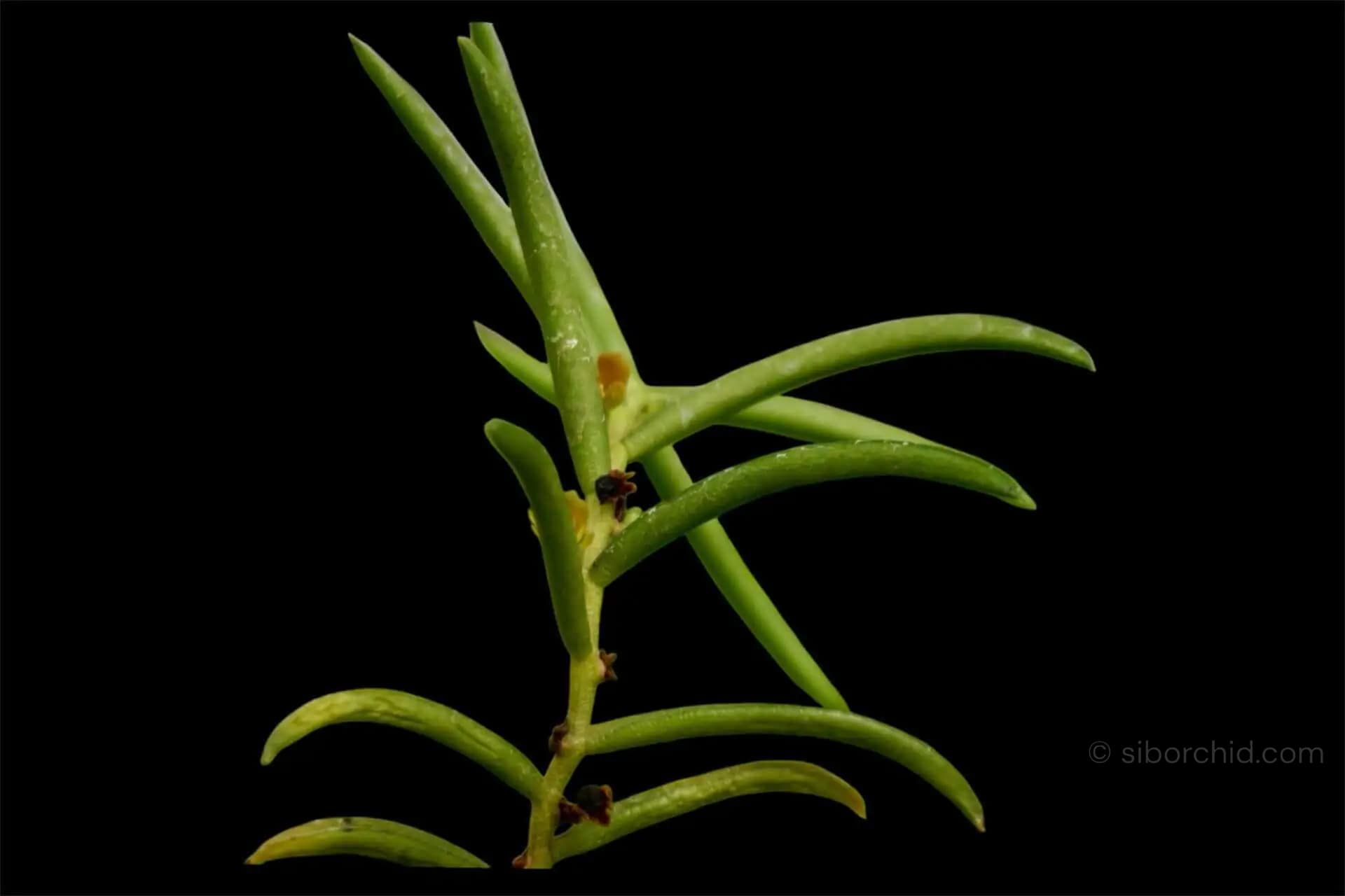 Adenoncos parviflora - Adenoncos parviflora