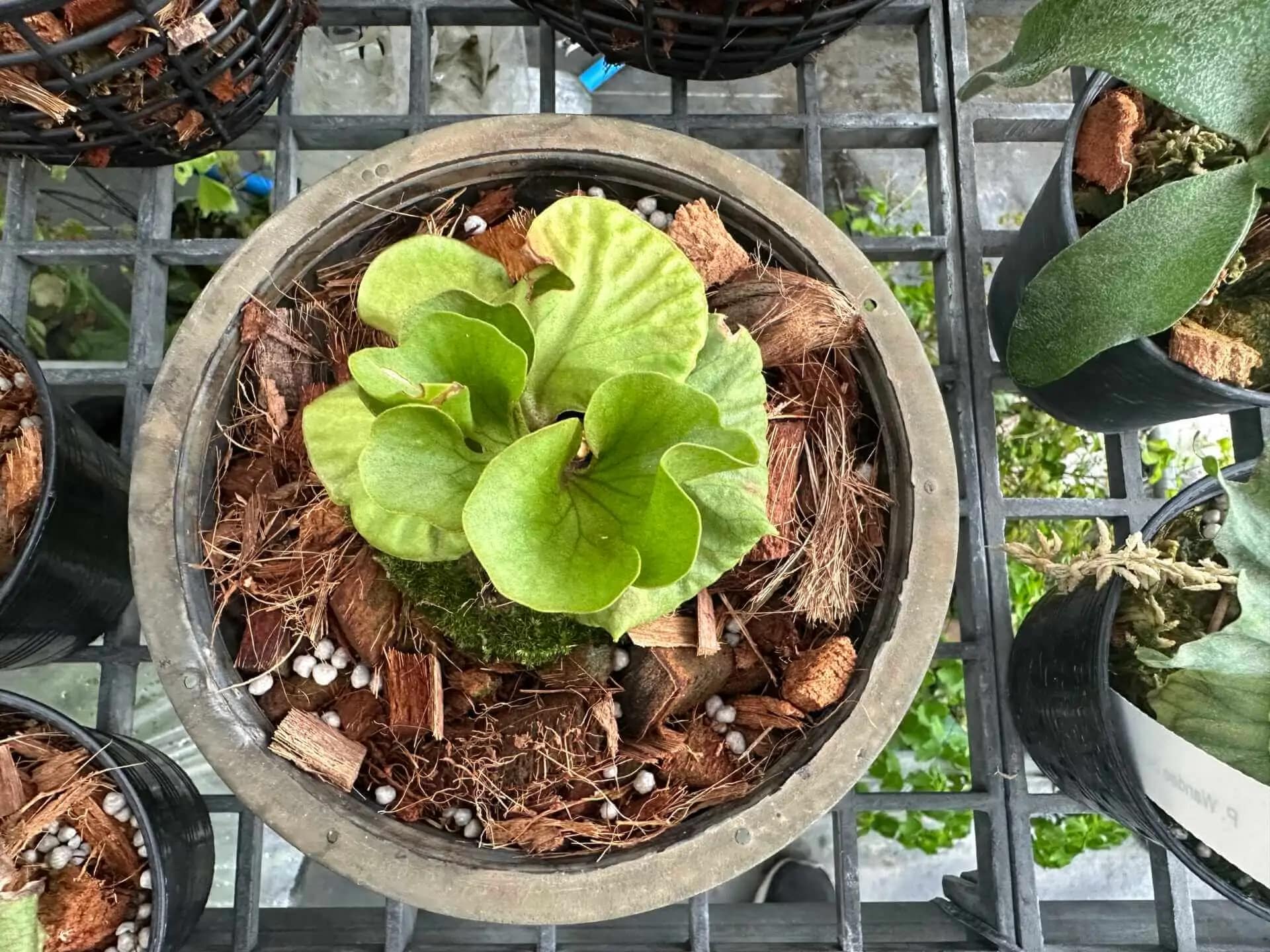 Platycerium ridleyi slver dwarf