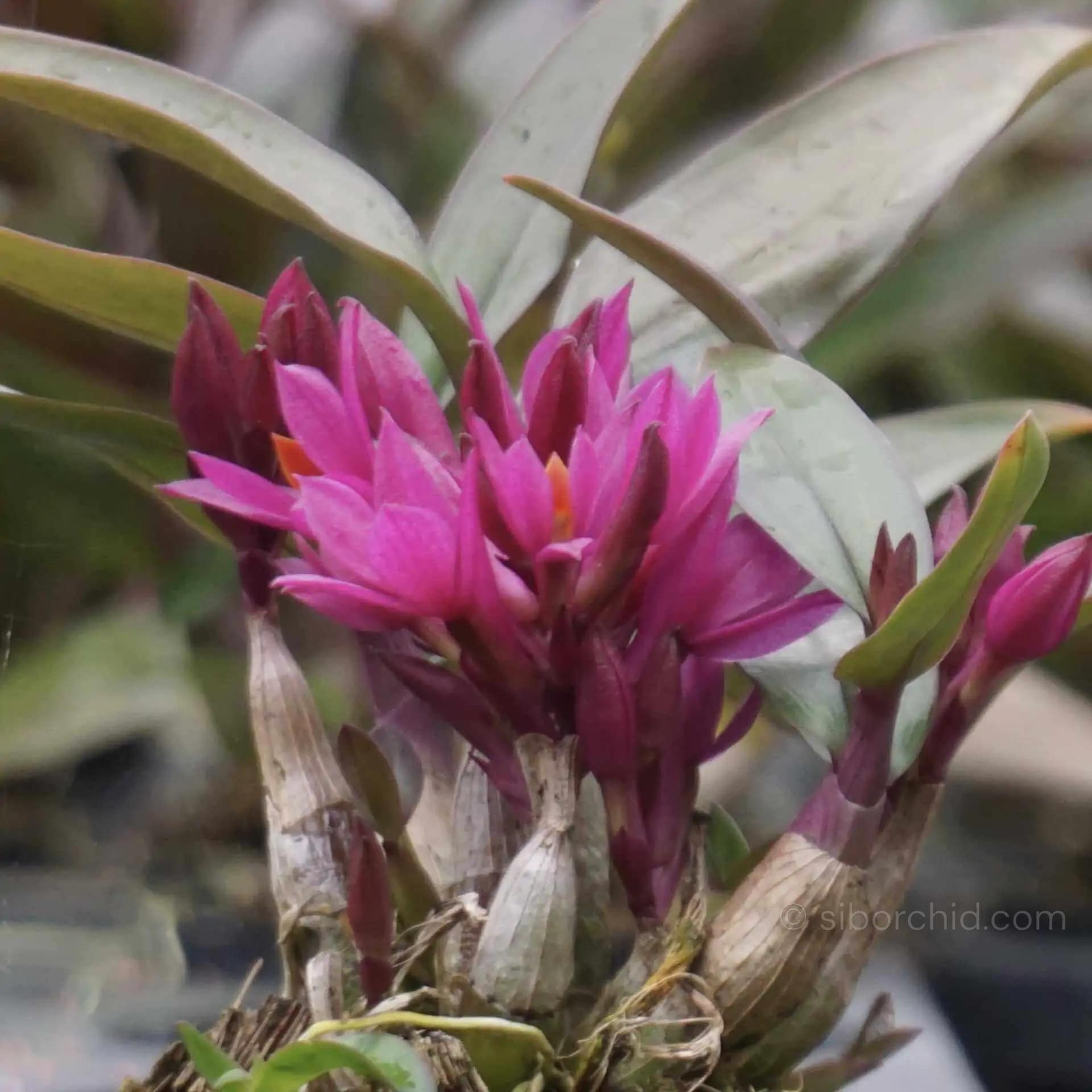 Dendrobium Hibiki (Blooming Size) - Dendrobium Hibiki