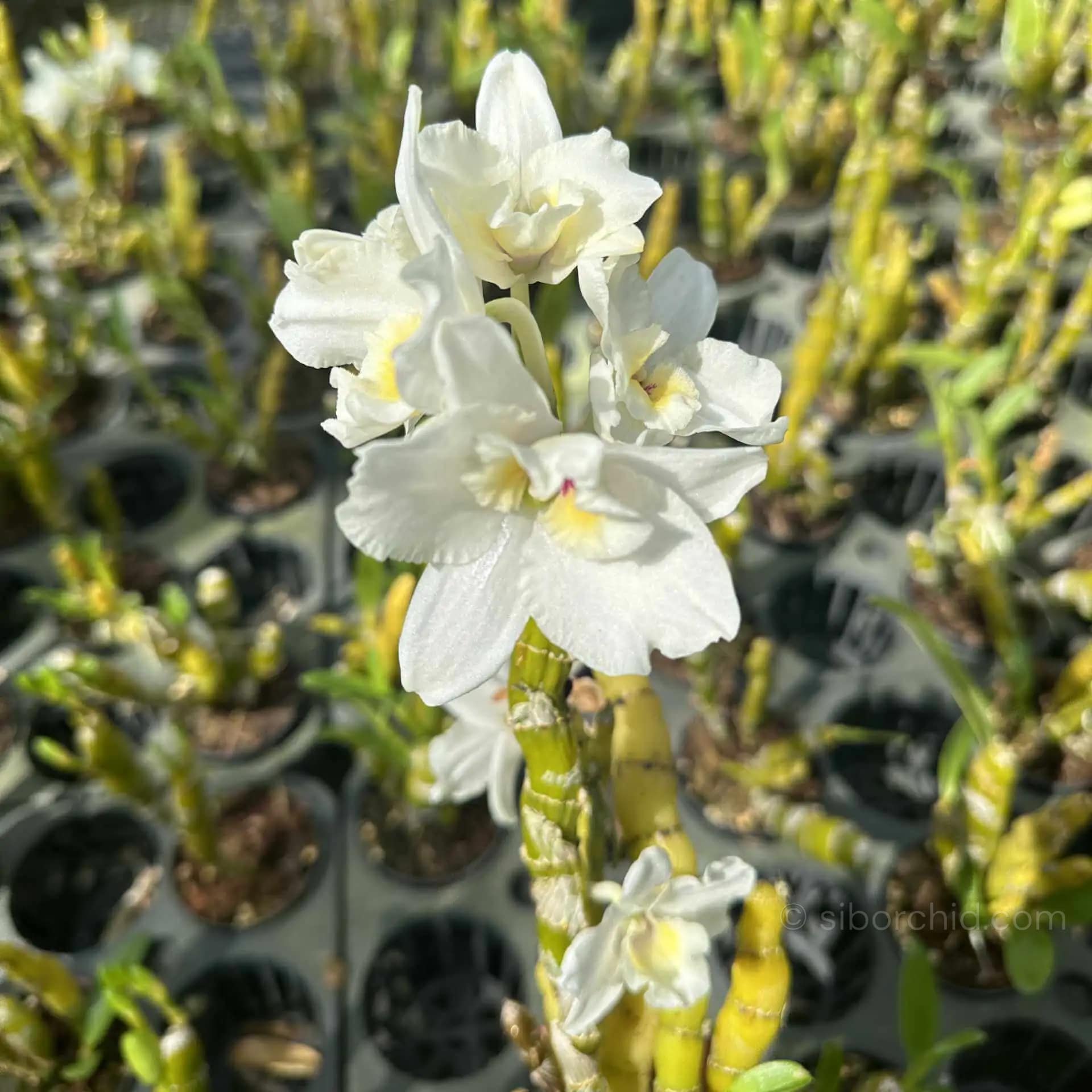 Dendrobium Nobile True Love - dendrobium nobile truelove
