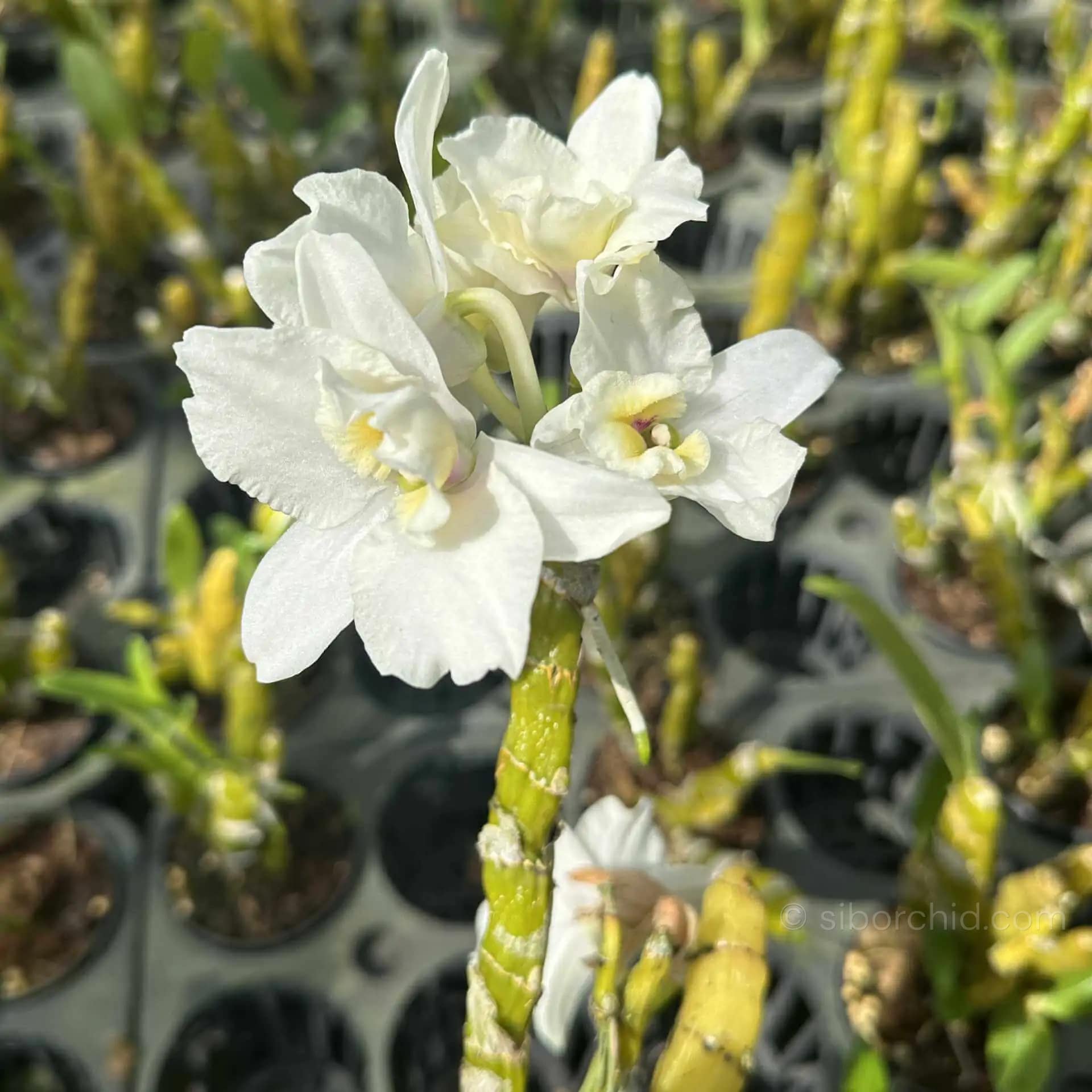 Dendrobium Nobile True Love - dendrobium nobile truelove