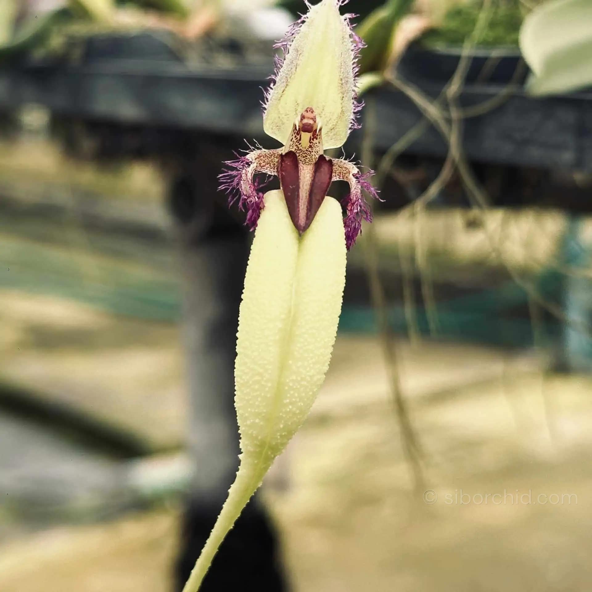 Bulbophyllum fascinator semi alba - Bulbophyllum fascinator semi alba