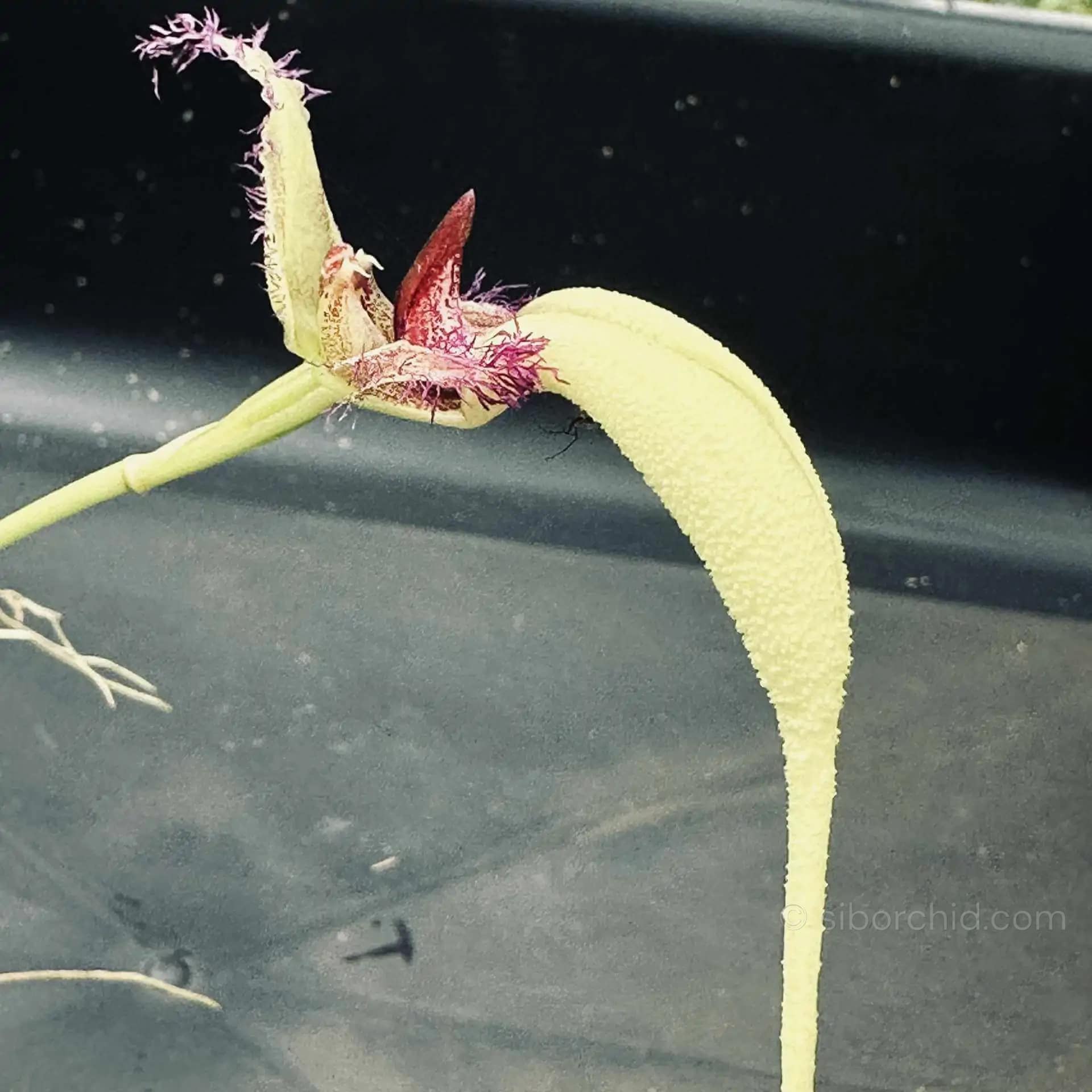 Bulbophyllum fascinator semi alba - Bulbophyllum fascinator semi alba