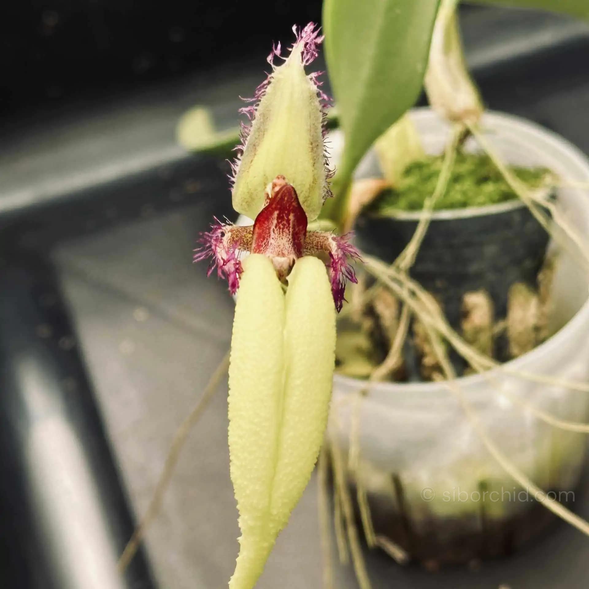 Bulbophyllum fascinator semi alba - Bulbophyllum fascinator semi alba