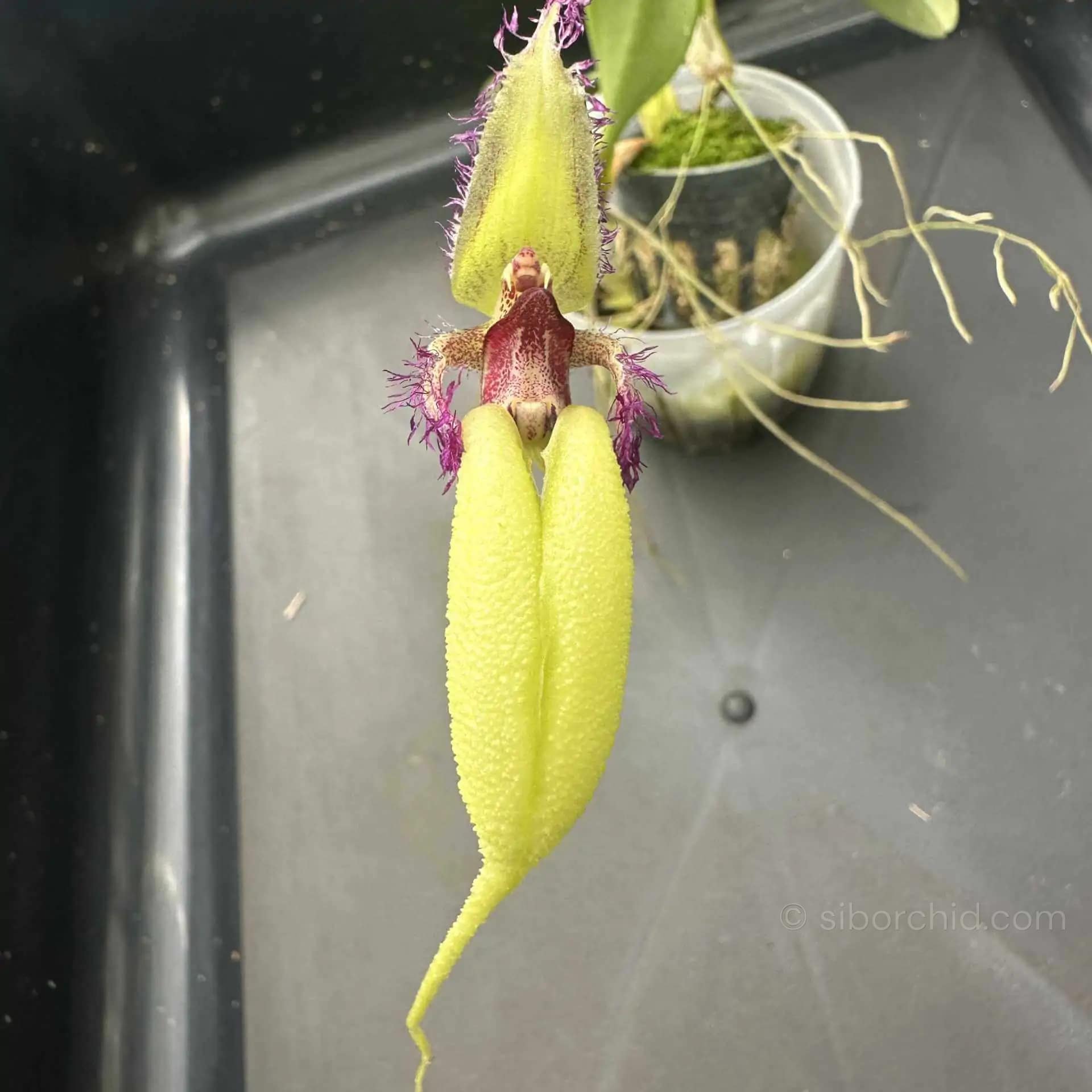Bulbophyllum fascinator semi alba - Bulbophyllum fascinator semi alba - Image 5