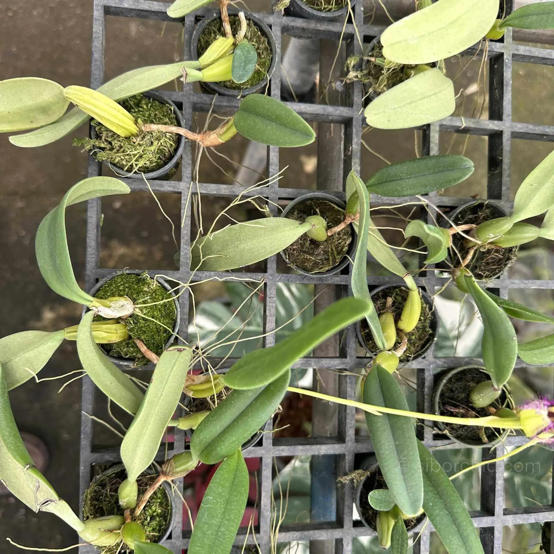 Bulbophyllum fascinator semi alba - Bulbophyllum fascinator semi alba