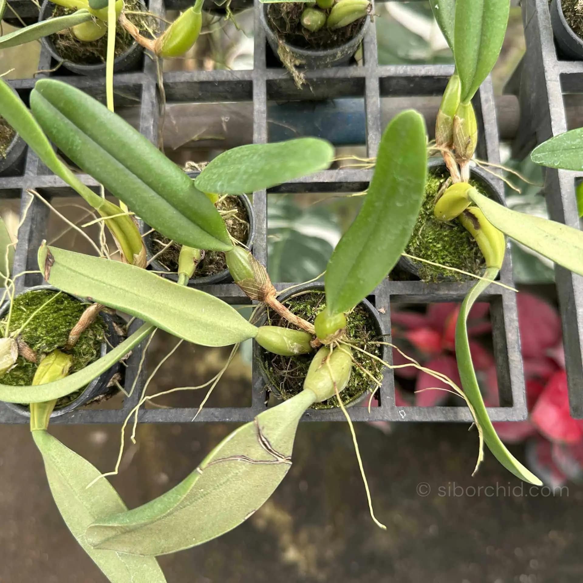 Bulbophyllum fascinator semi alba - Bulbophyllum fascinator semi alba