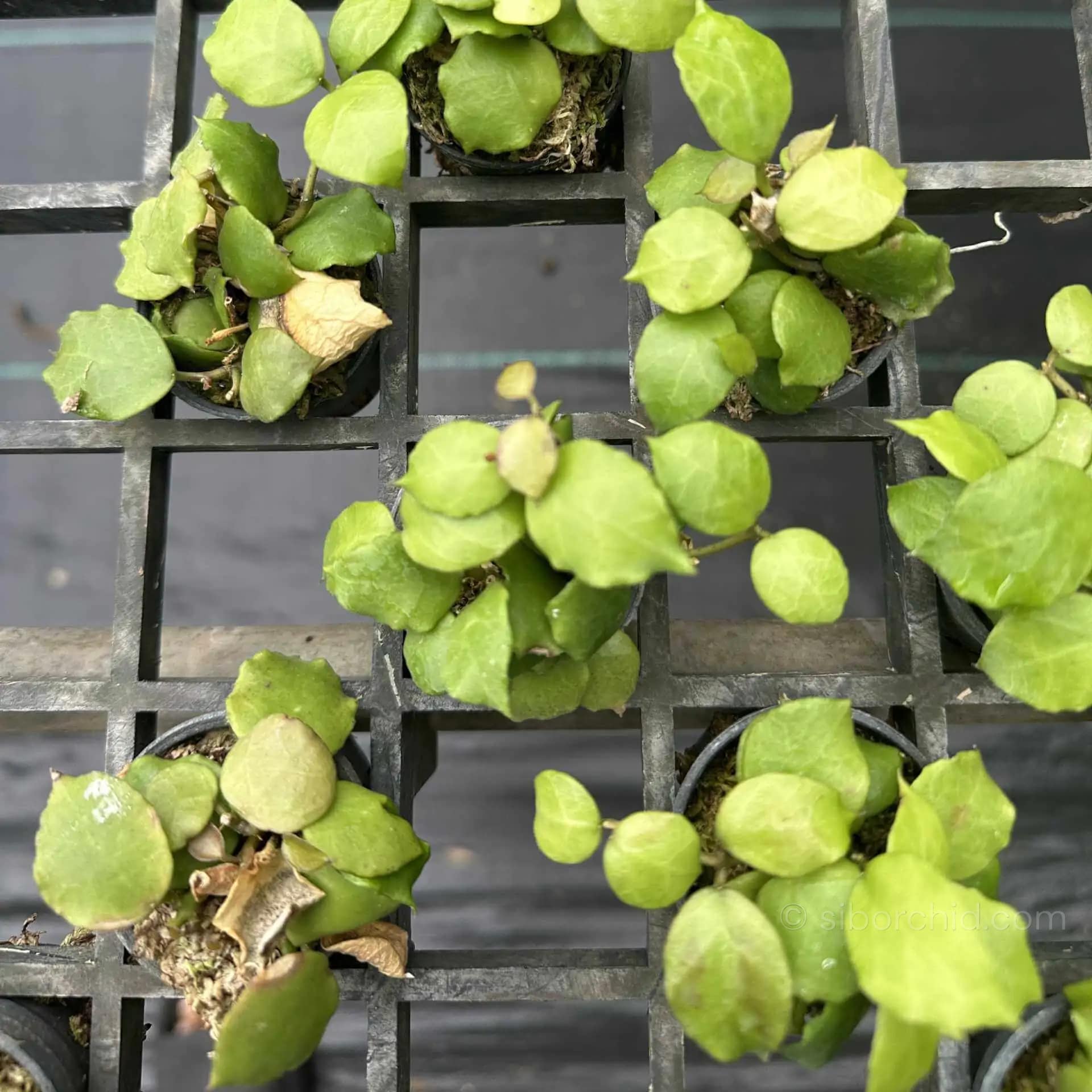 Hoya endauensis - Hoya endauensis