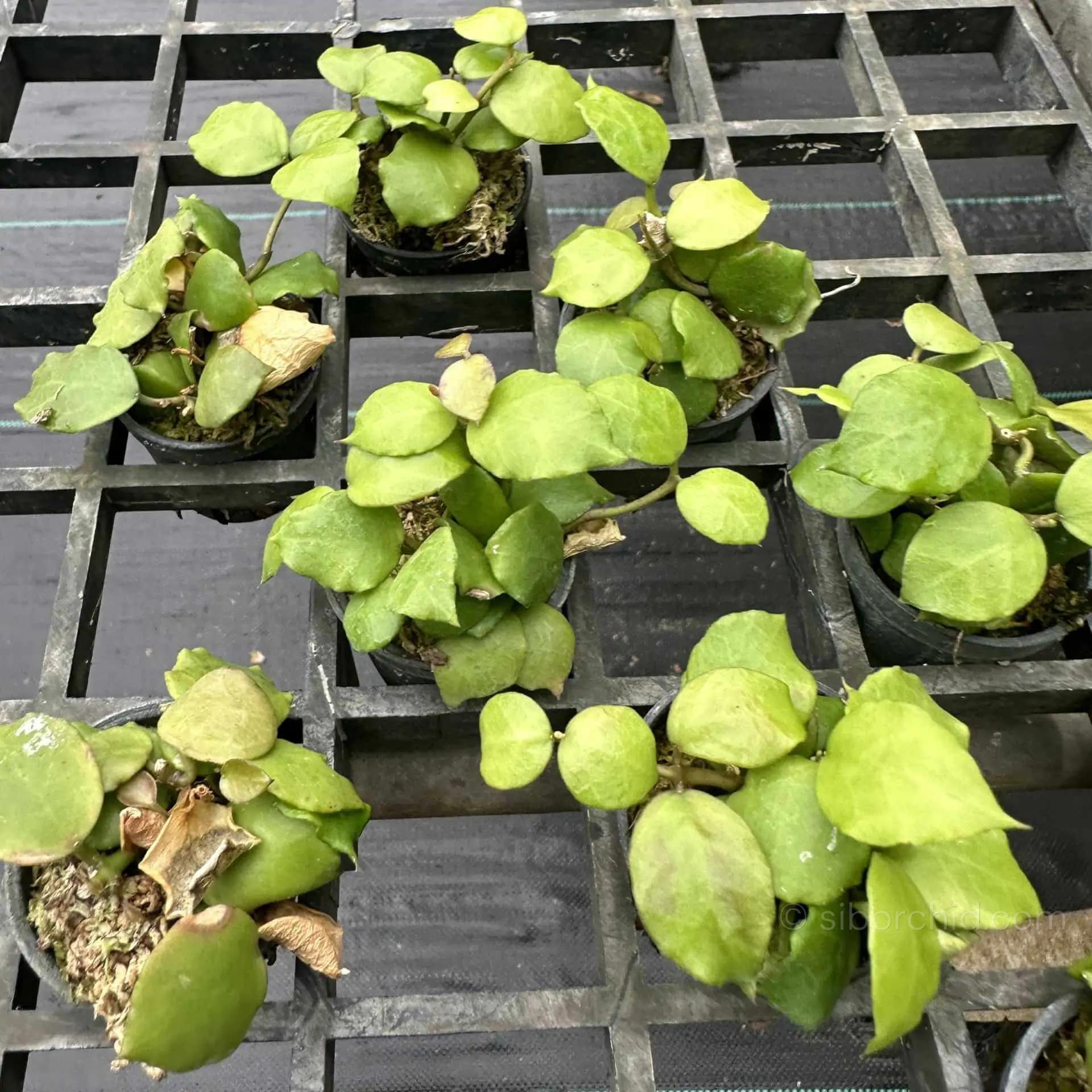 Hoya endauensis - Hoya endauensis