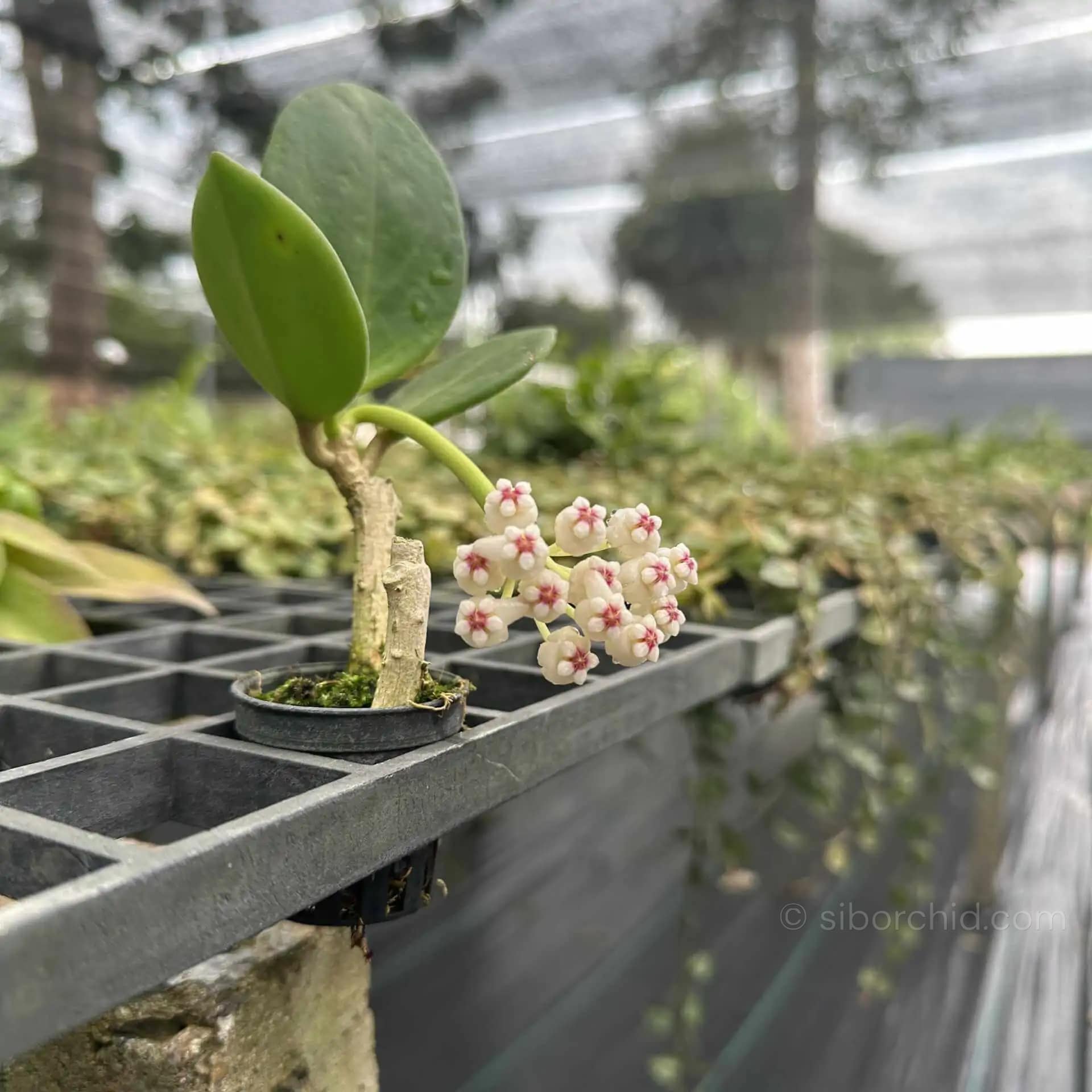 Hoya pachyclada white