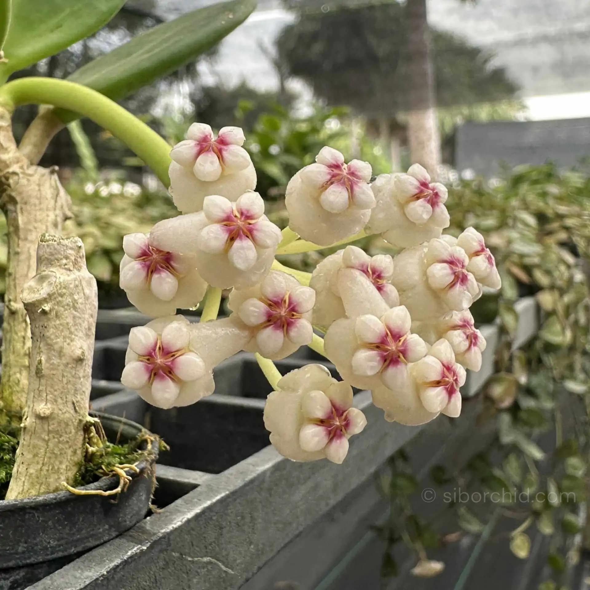Hoya pachyclada white